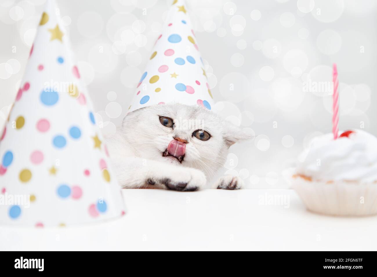 Anniversaire De Chat Banque D Image Et Photos Alamy Anniversaire De Chat Banque D Image Et Photos Alamy