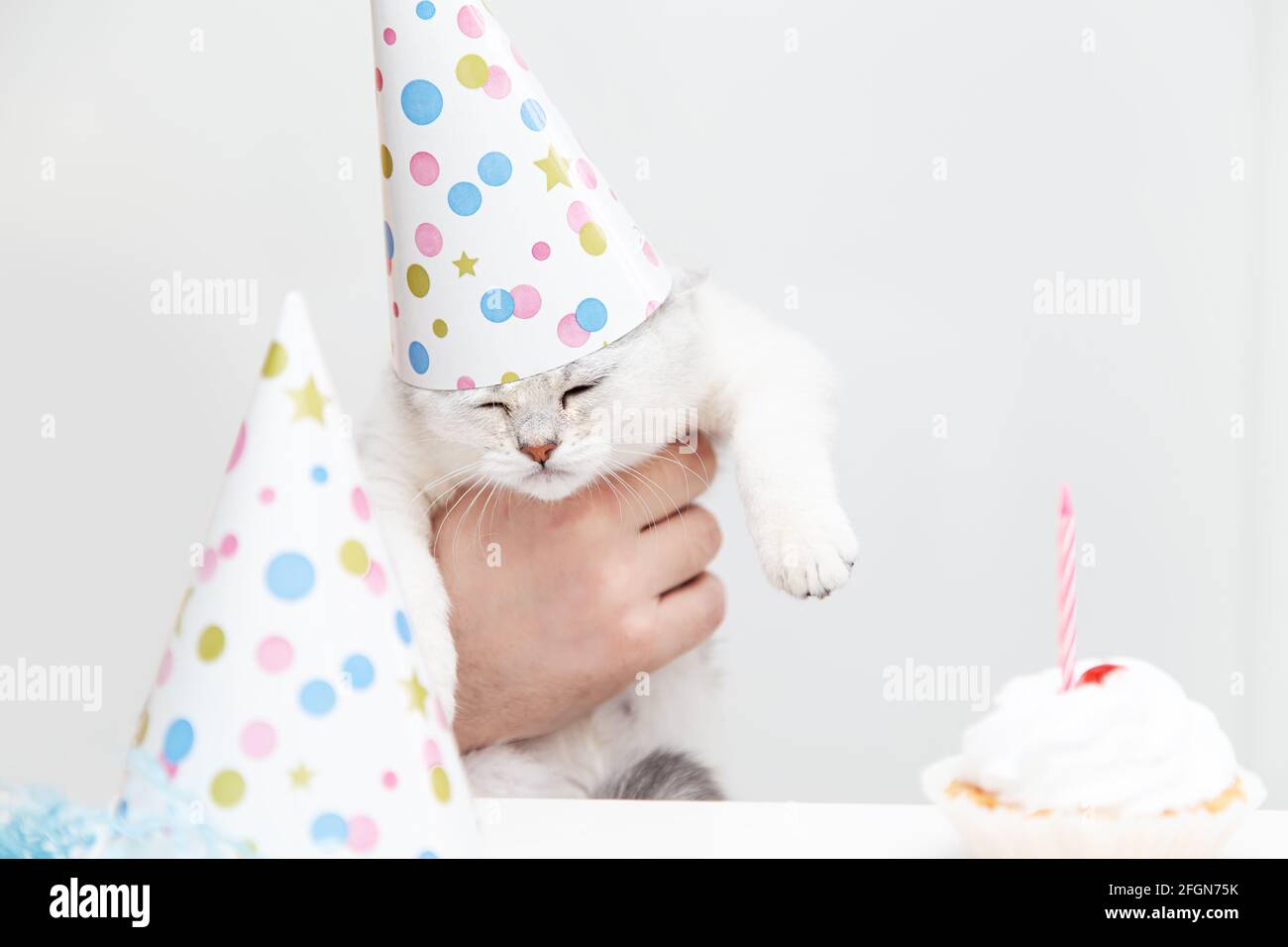 Anniversaire De Chat Banque D Image Et Photos Alamy Anniversaire De Chat Banque D Image Et Photos Alamy