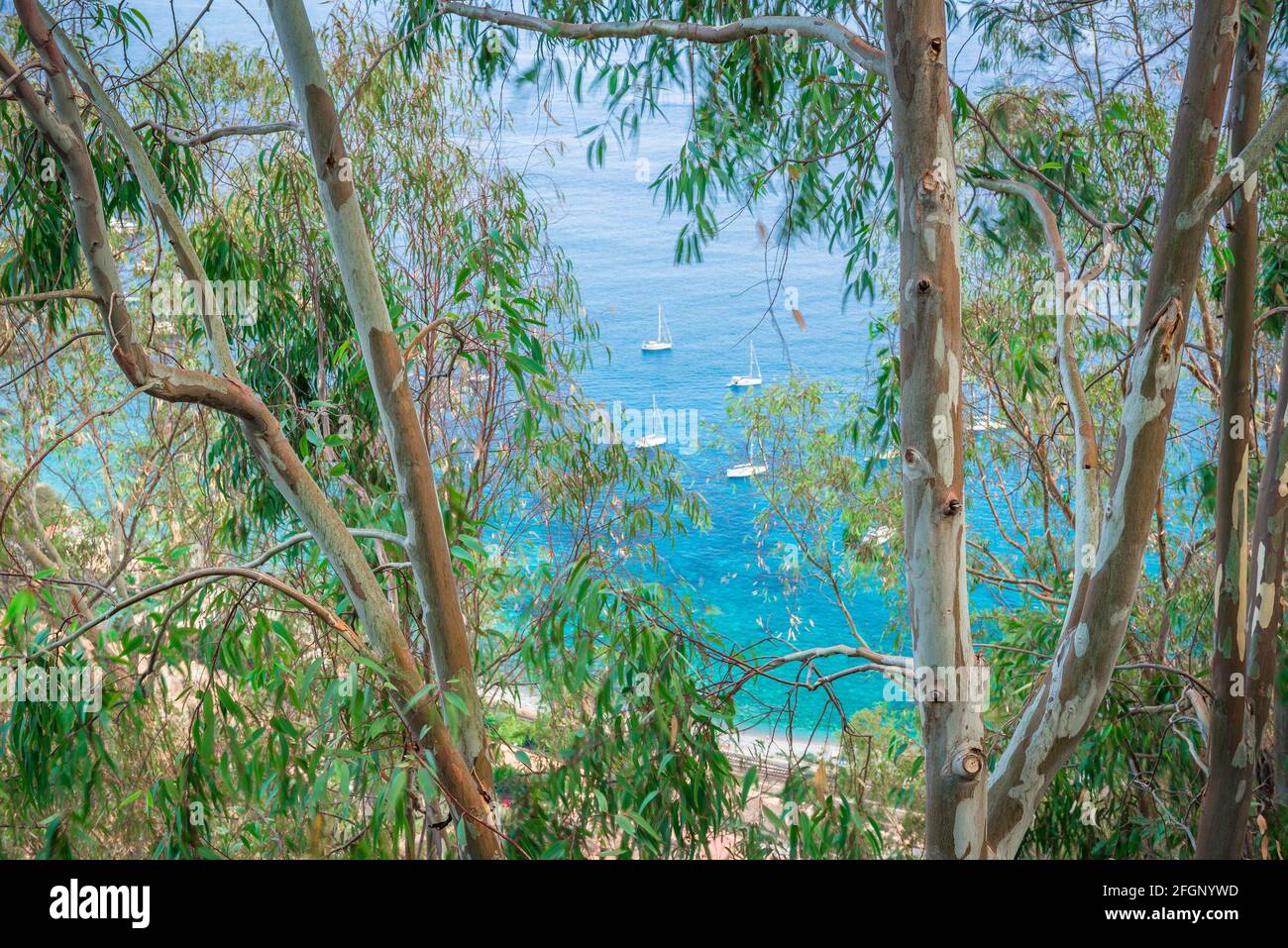 Côte de la Sicile, vue en été à travers des pins vers des yachts amarrés près de la plage de Giardini Naxos, près de Taormina, Sicile, Europe. Banque D'Images