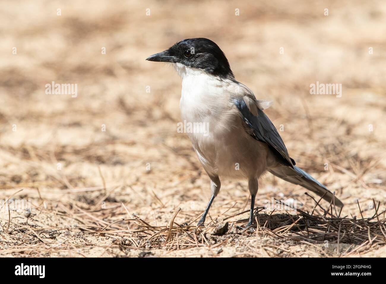 Magpie ibérique ou magpie à ailes d'azur, Cyanaopica Cooki, adulte unique debout sur le sol, Coto Donana, Séville, Espagne Banque D'Images