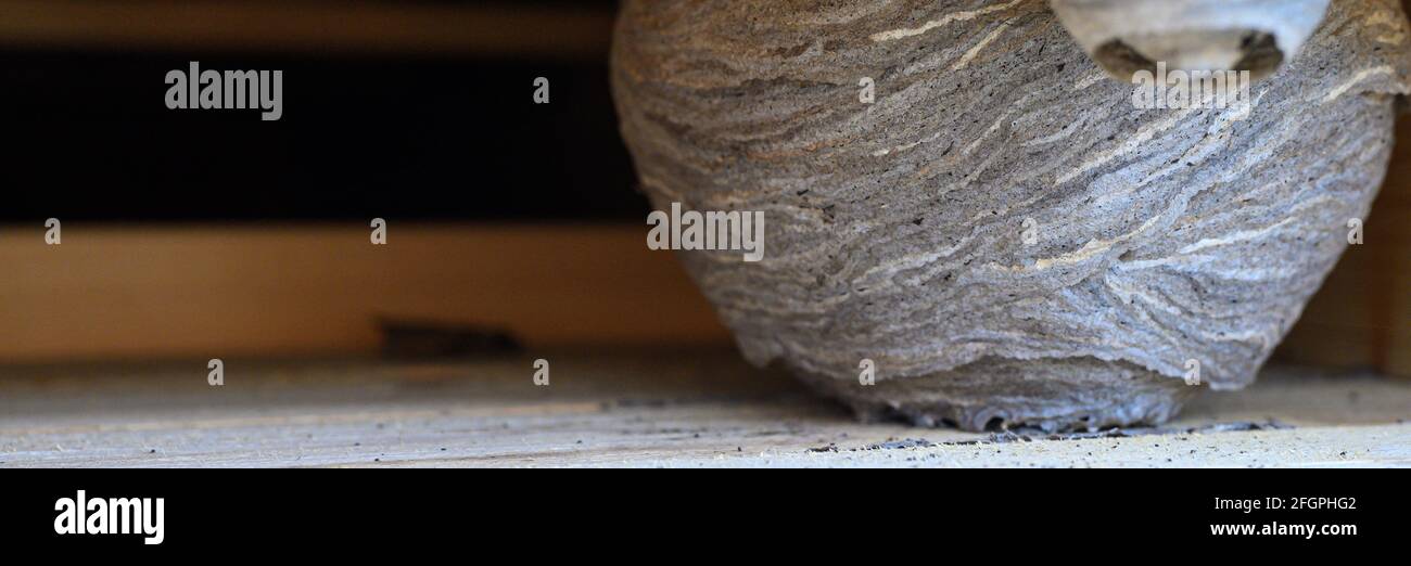 un nid ou une ruche de guêpes sauvages dans une niche sous le toit d — free download