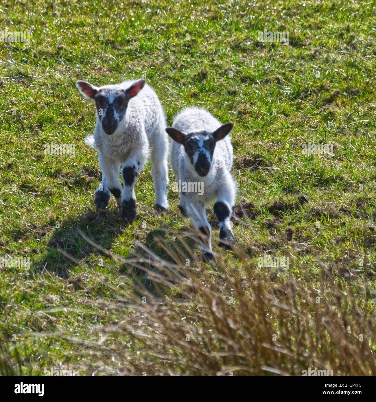 Moutons Blackface écossais Banque D'Images