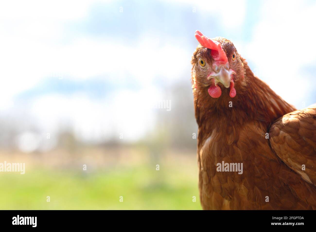 un poulet au plumage brun regarde la caméra contre l'arrière-plan de la nature et du ciel extérieur. espace pour le texte. mise au point sélective Banque D'Images