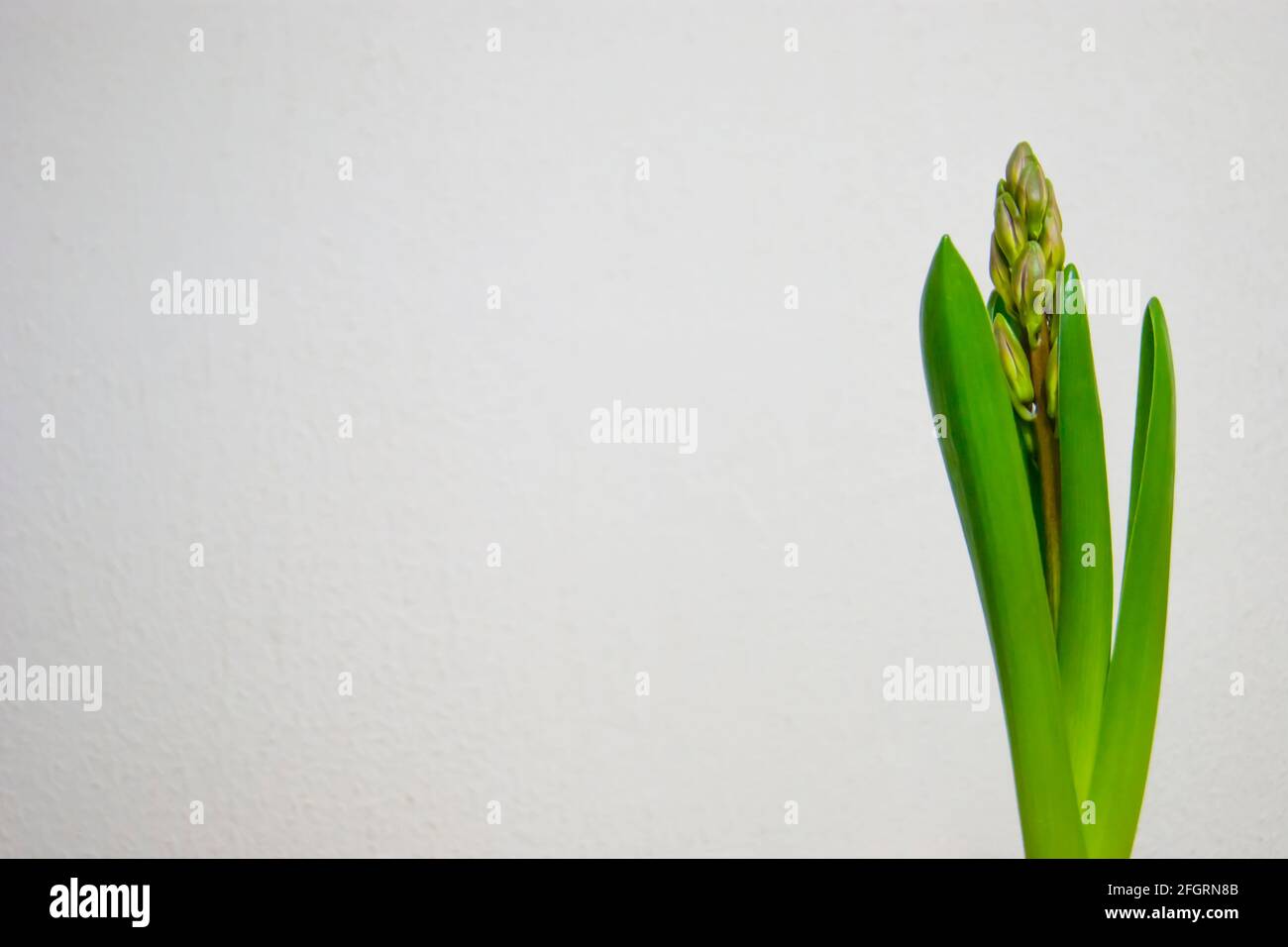 La plante bulbeuse a libéré les feuilles éternelles et la flèche avec des bourgeons. La jacinthe s'est réveillée. Saisons. Fleurs. Plante dans un pot sur fond blanc. Banque D'Images