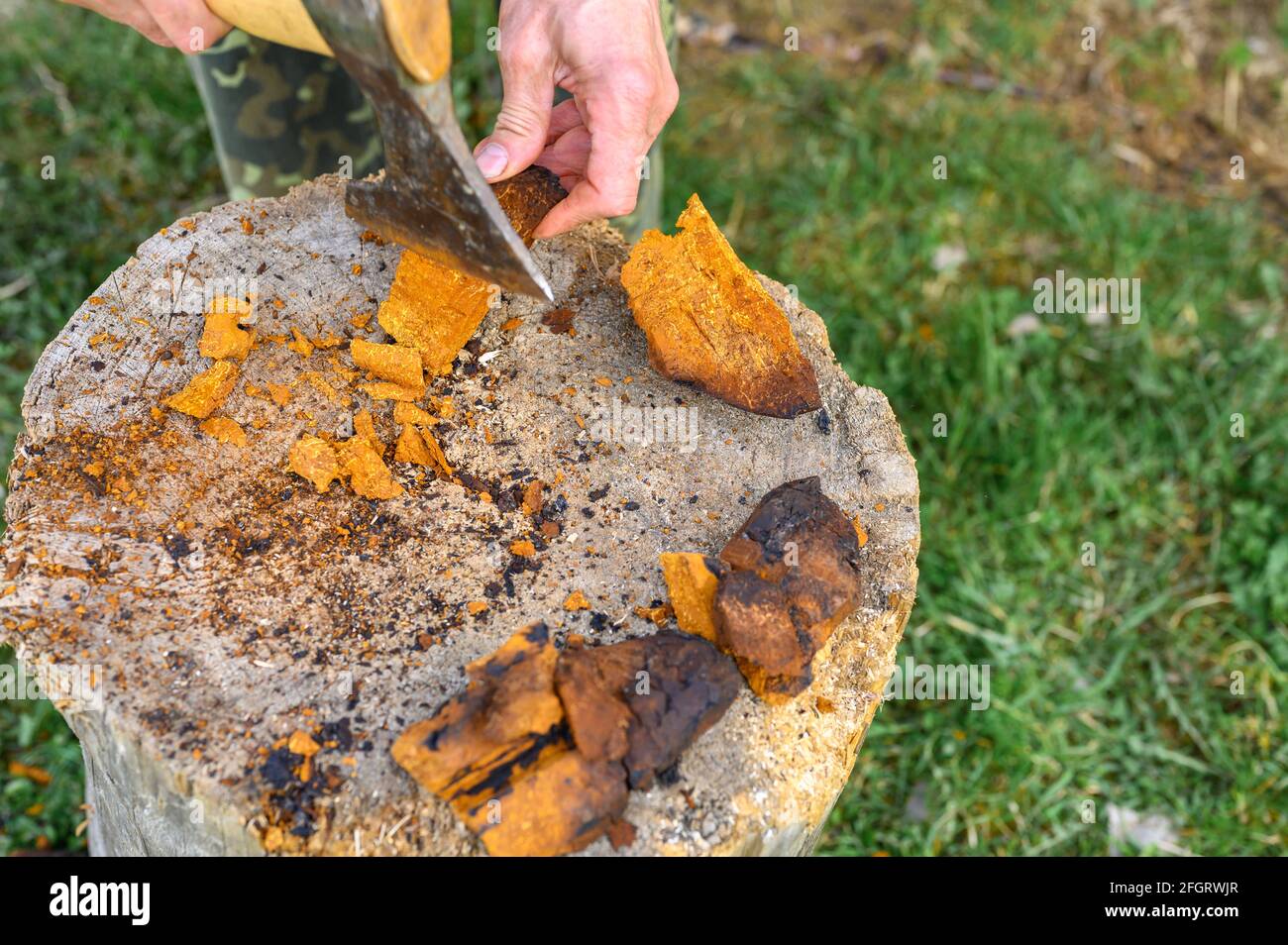 les mains des hommes avec une hache hacher en morceaux champignons pelés chaga bouleau champignon dans l'air frais. étape par étape Banque D'Images