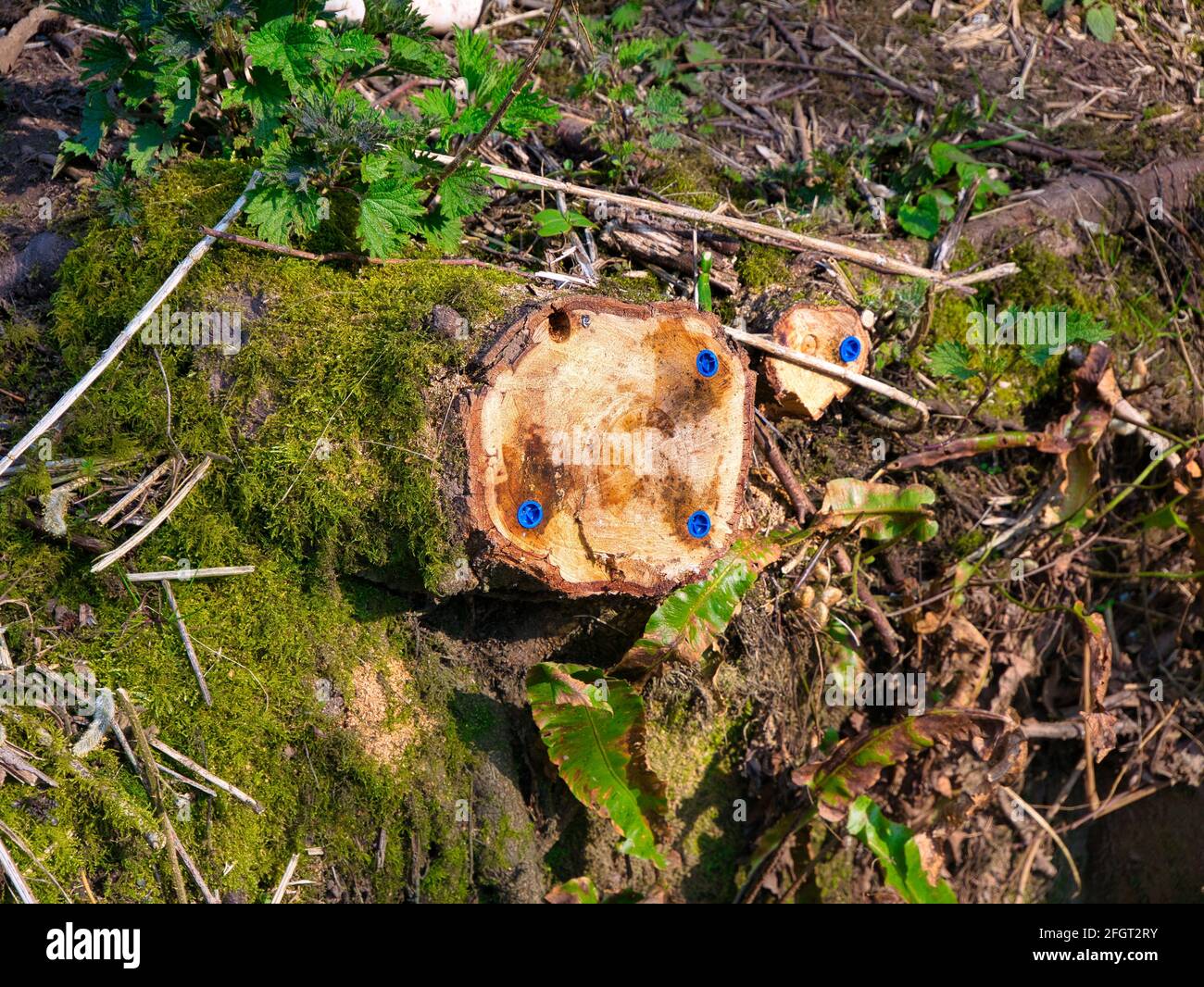 Un arbre abattu montrant des bouchons bleus de glyphosate insérés pour tuer le bois dans le cadre de la gestion des bois. Banque D'Images