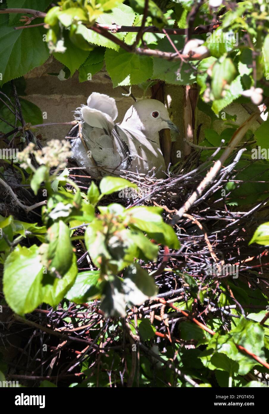 Dove à col eurasien, Streptopelia decaocto, un oiseau assis sur un nid incubant des œufs, nidification d'oiseaux, Cambridgeshire UK Banque D'Images