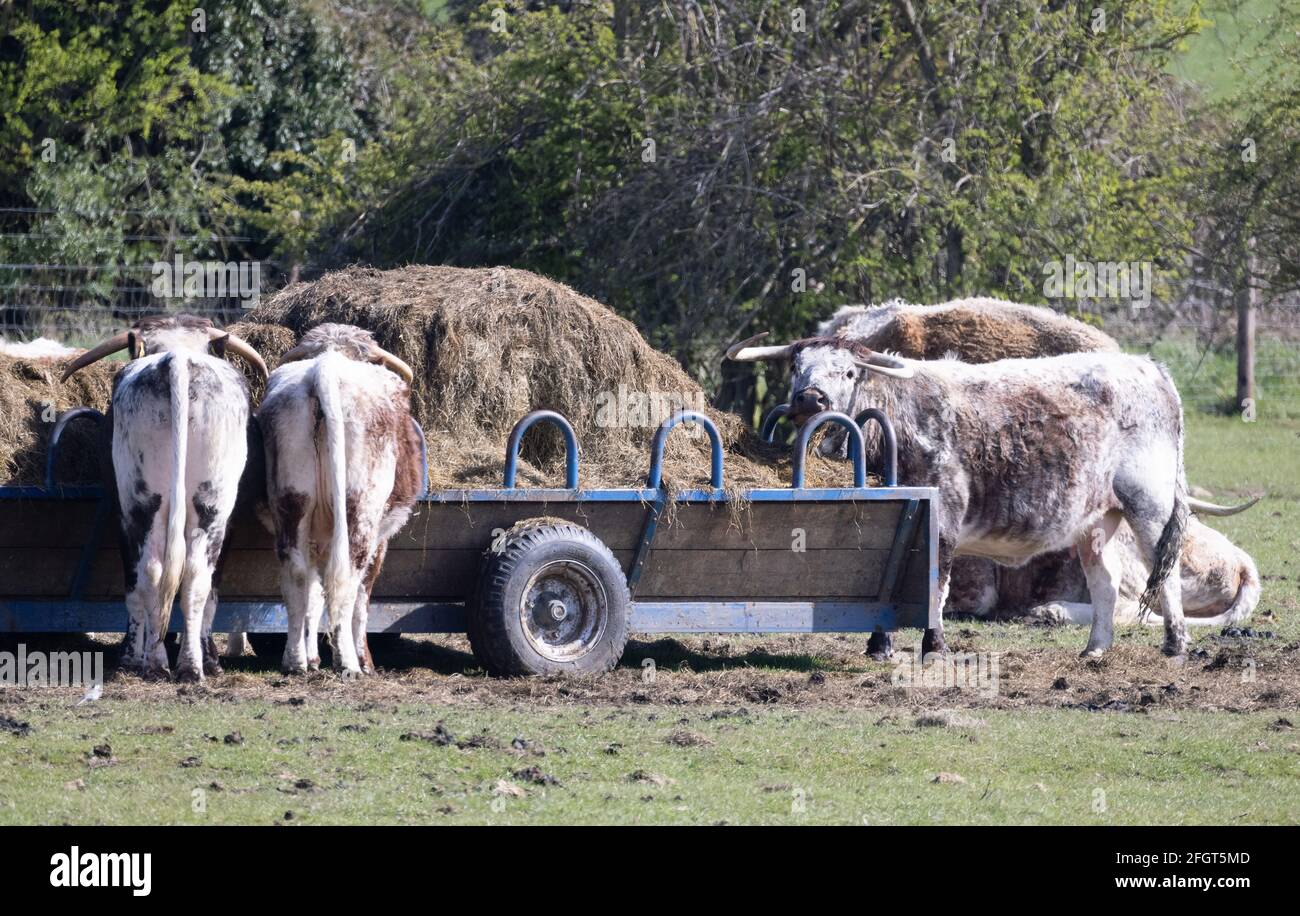 Le bétail des Highlands se nourrissant de foin d'une remorque, réserve naturelle de Kingfishers Bridge, Cambridgeshire, Royaume-Uni Banque D'Images