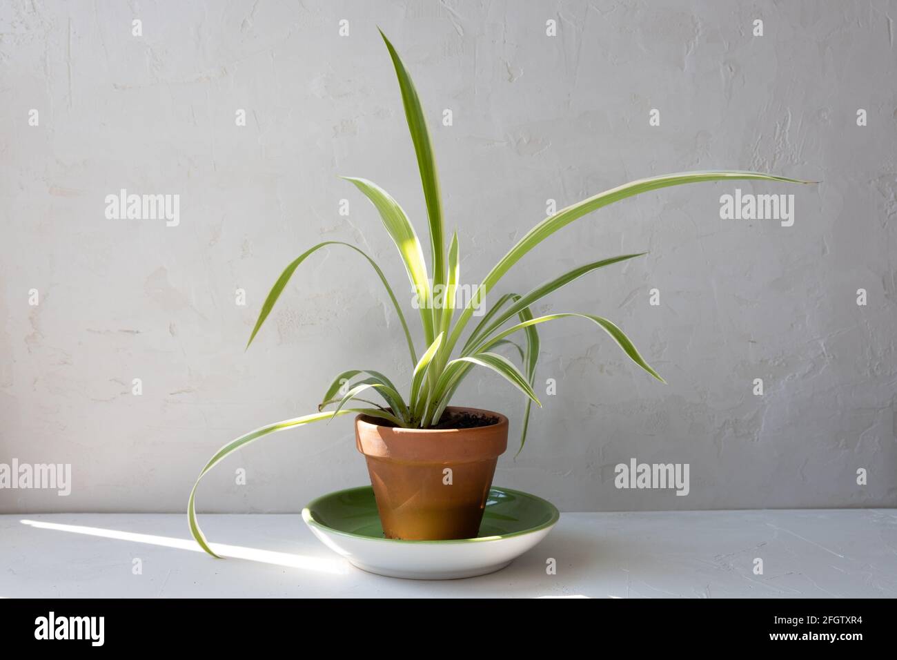 Petite plante d'araignée dans une petite terre cuite sur un plat vert devant le mur blanc. Banque D'Images