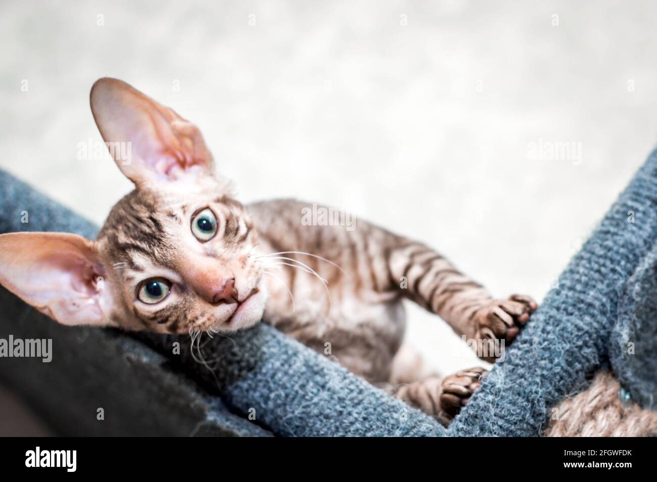 Portrait d'un chat de race Rex cornouaien. Le chaton regarde dans le cadre. Banque D'Images