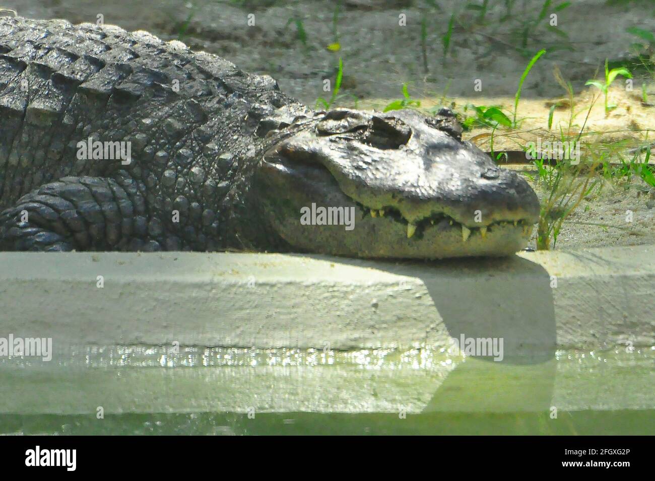 Alligator se baquant au soleil Banque D'Images