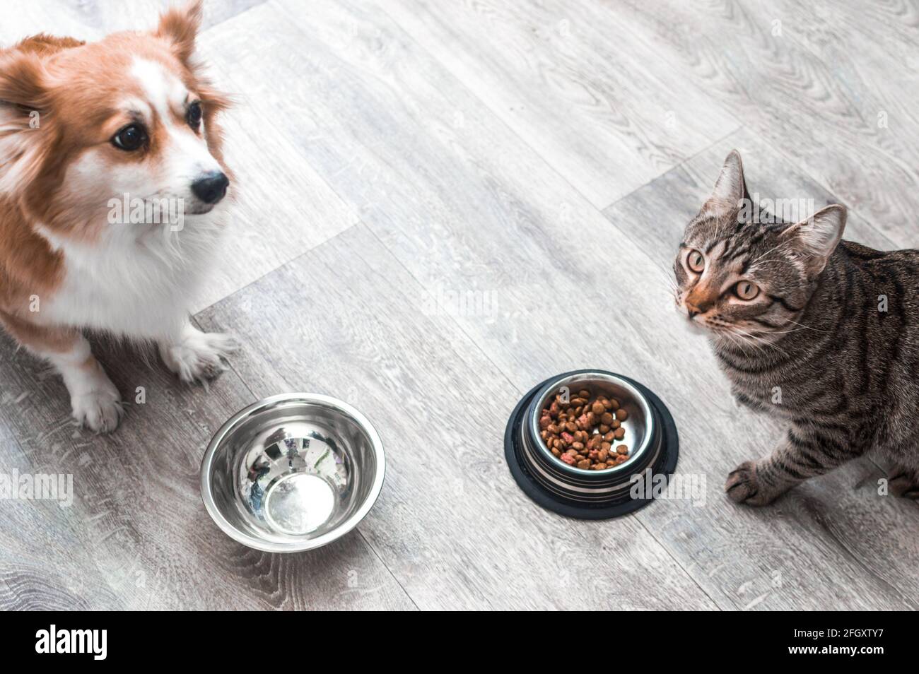 le chien et le chat sont assis sur le sol dans l'appartement à leurs bols de nourriture. Banque D'Images