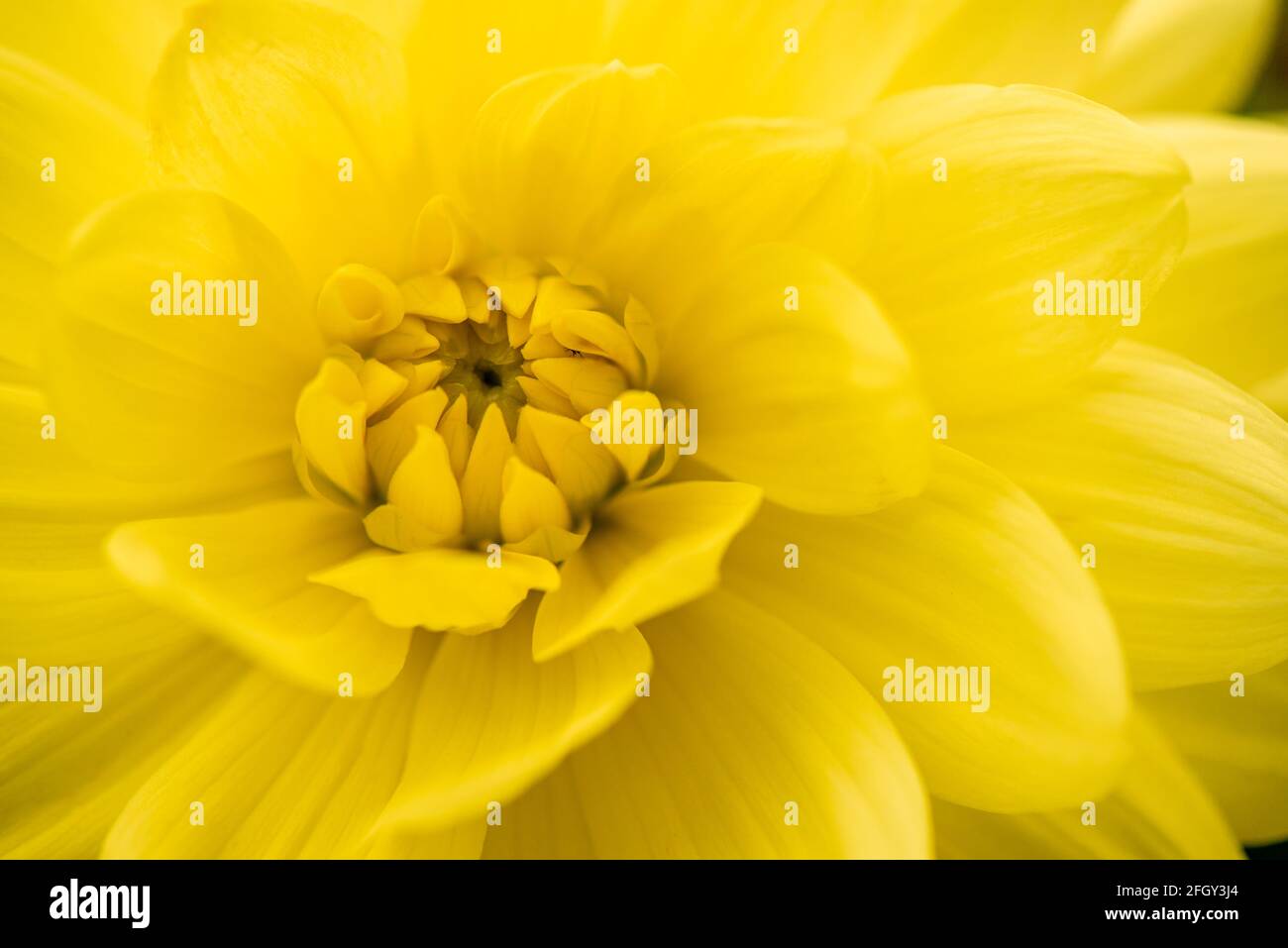 Coeur et pétales de fleur jaune de Dahlia, une fleur de jardin populaire qui fleurit pendant le soleil d'été Banque D'Images