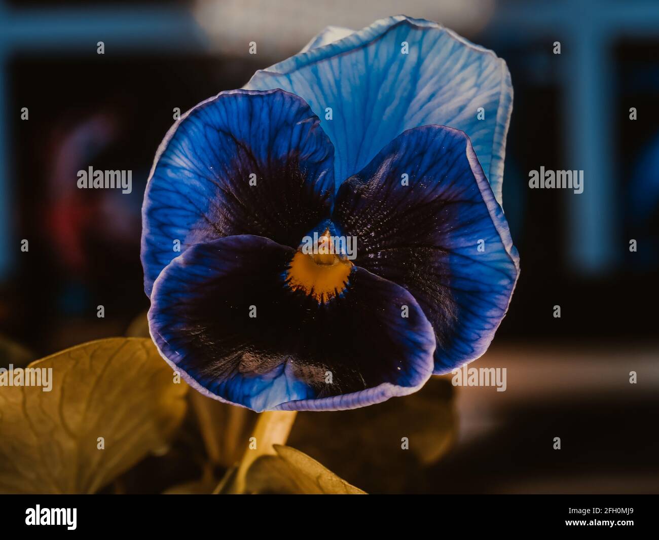 La pansy de jardin est un type de grande plante hybride fleurie. Fleurs d'été Banque D'Images