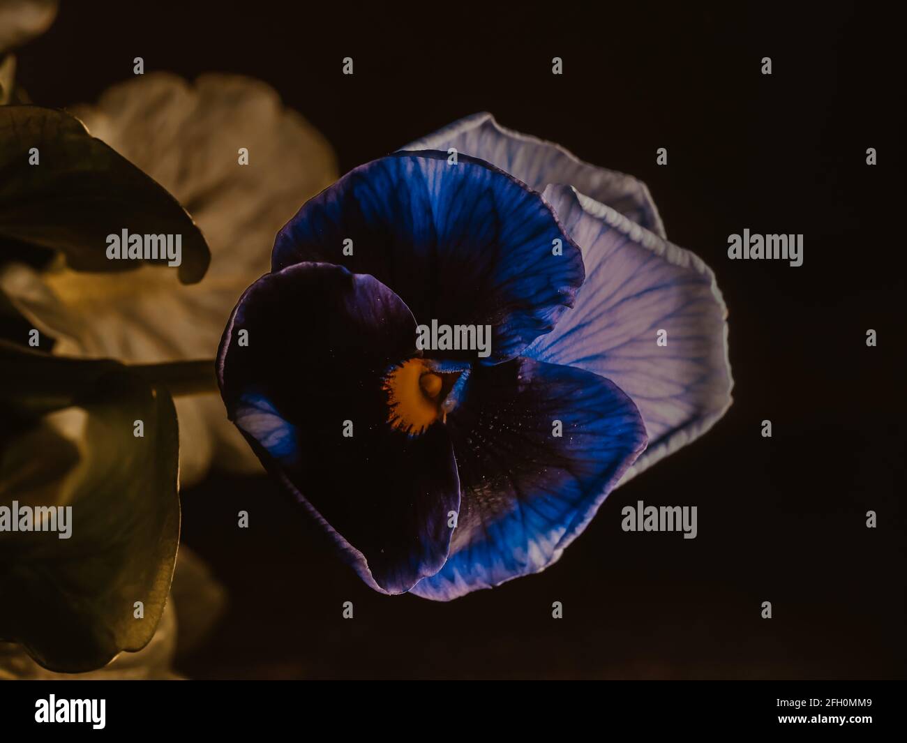 La pansy de jardin est un type de grande plante hybride fleurie. Fleurs d'été Banque D'Images