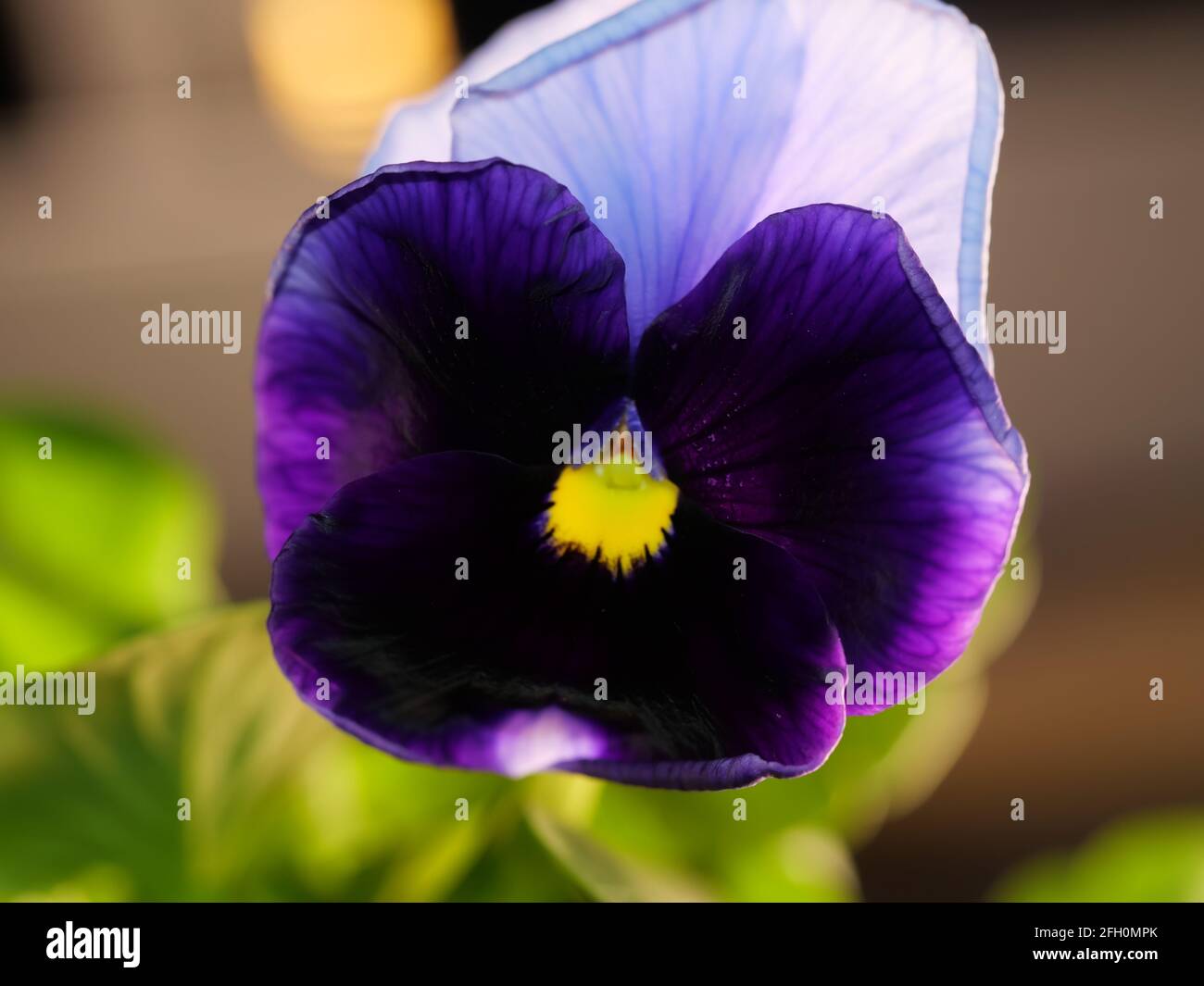 La pansy de jardin est un type de grande plante hybride fleurie. Fleurs d'été Banque D'Images