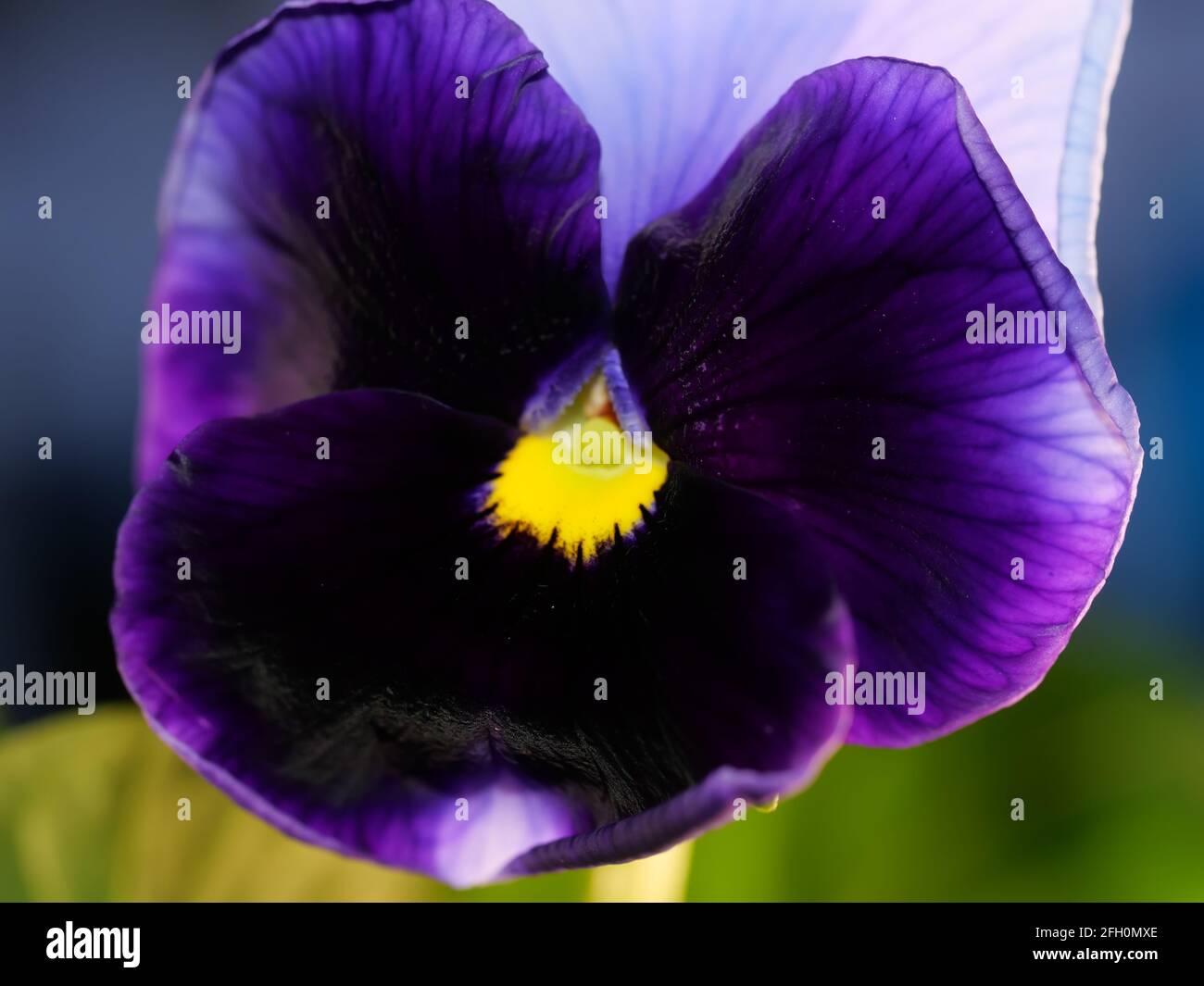 La pansy de jardin est un type de grande plante hybride fleurie. Fleurs d'été Banque D'Images