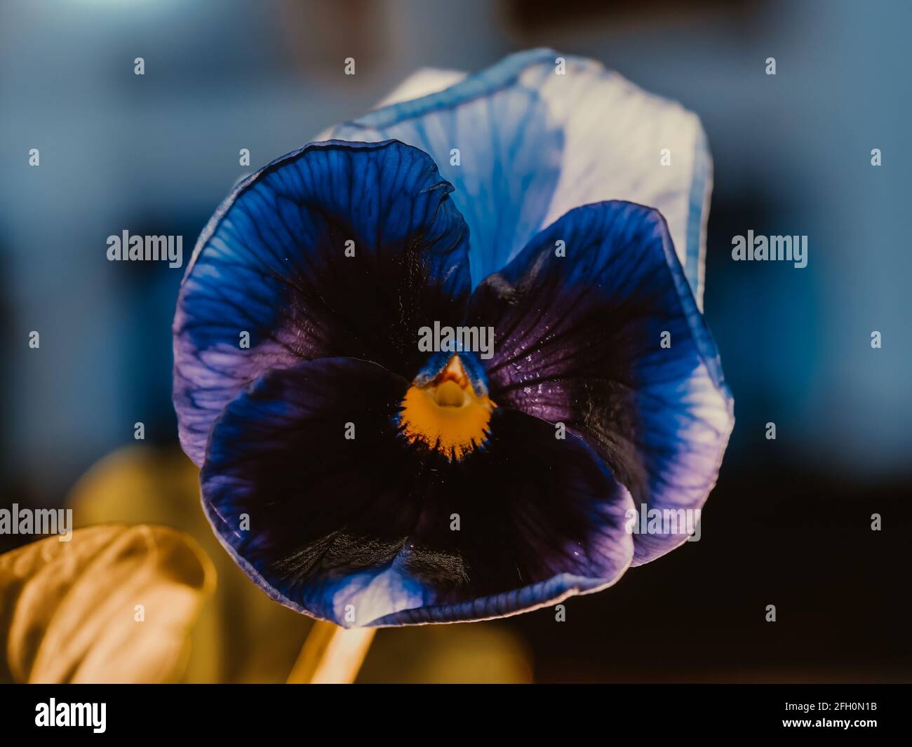 La pansy de jardin est un type de grande plante hybride fleurie. Fleurs d'été Banque D'Images