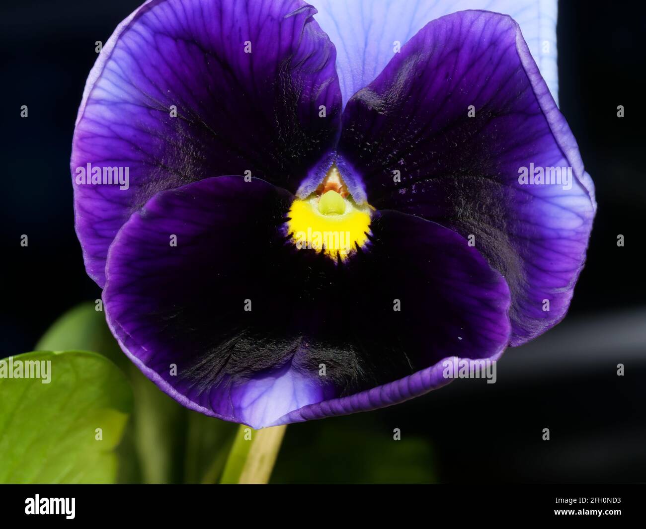 La pansy de jardin est un type de grande plante hybride fleurie. Fleurs d'été Banque D'Images