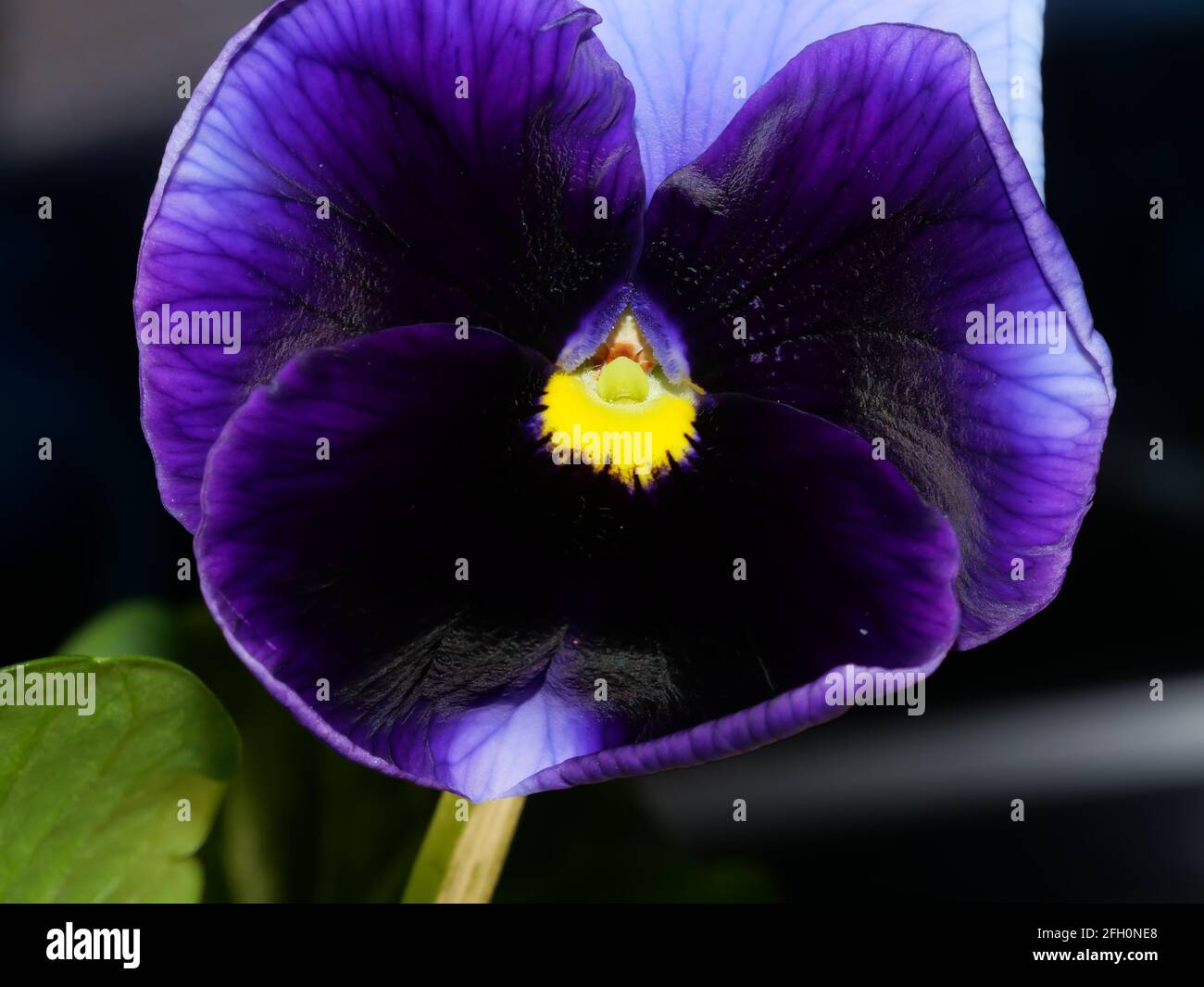 La pansy de jardin est un type de grande plante hybride fleurie. Fleurs d'été Banque D'Images