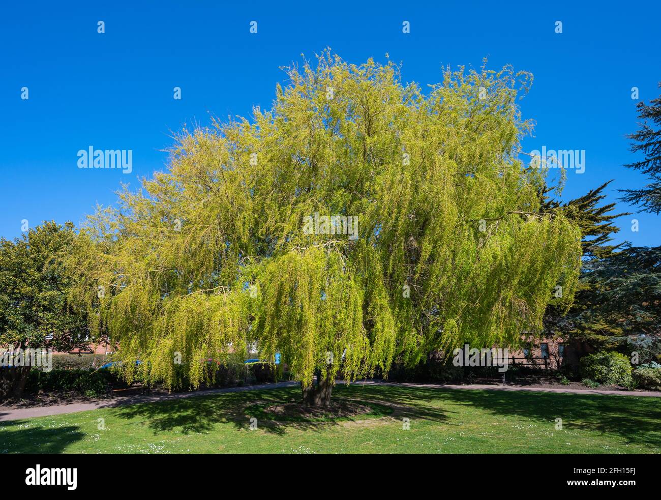 Saule pleurant (Salix babylonica) avec feuillage jaune croissant dans un parc au printemps à West Sussex, Angleterre, Royaume-Uni. Banque D'Images