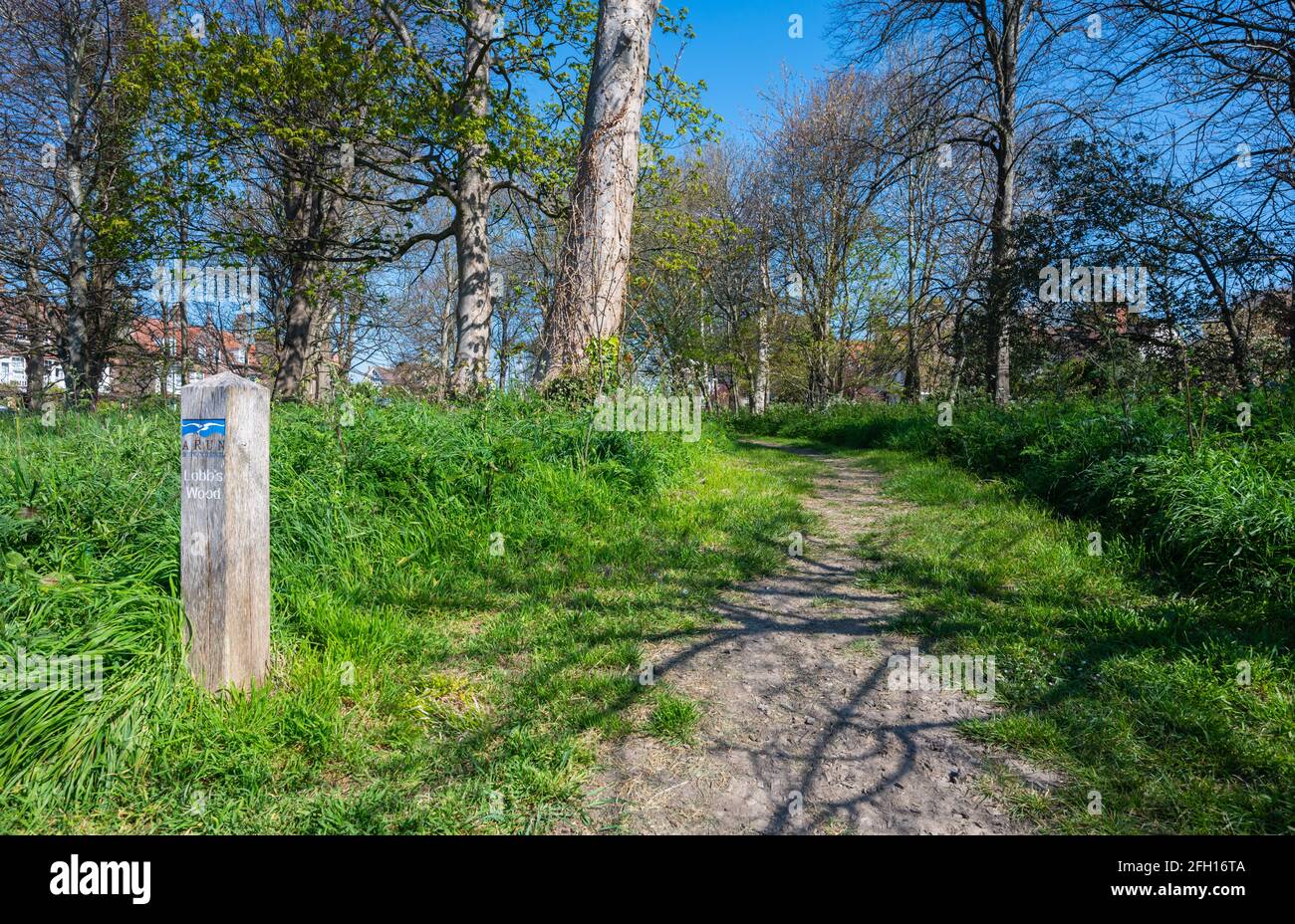 Chemin à travers Lobb's Wood au printemps à Littlehampton, West Sussex, Angleterre, Royaume-Uni. Banque D'Images
