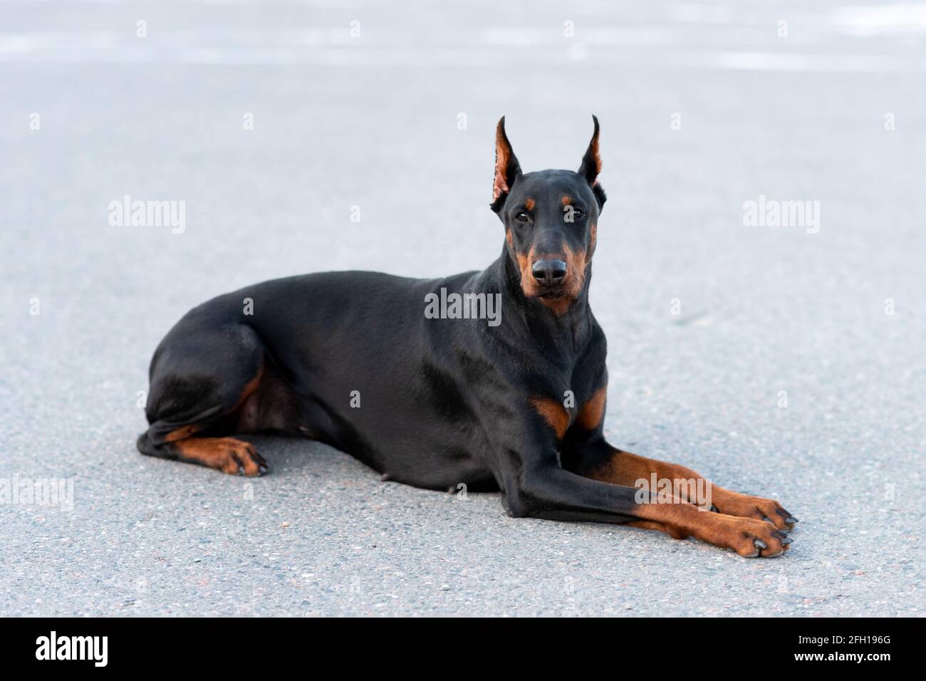 Doberman pinscher se trouve sur une route asphaltée. Photo de haute qualité Banque D'Images