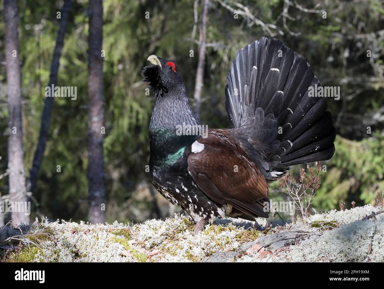 Capercaillie occidentale, montrant un mâle avec une queue surélevée en forêt, saison de printemps Banque D'Images