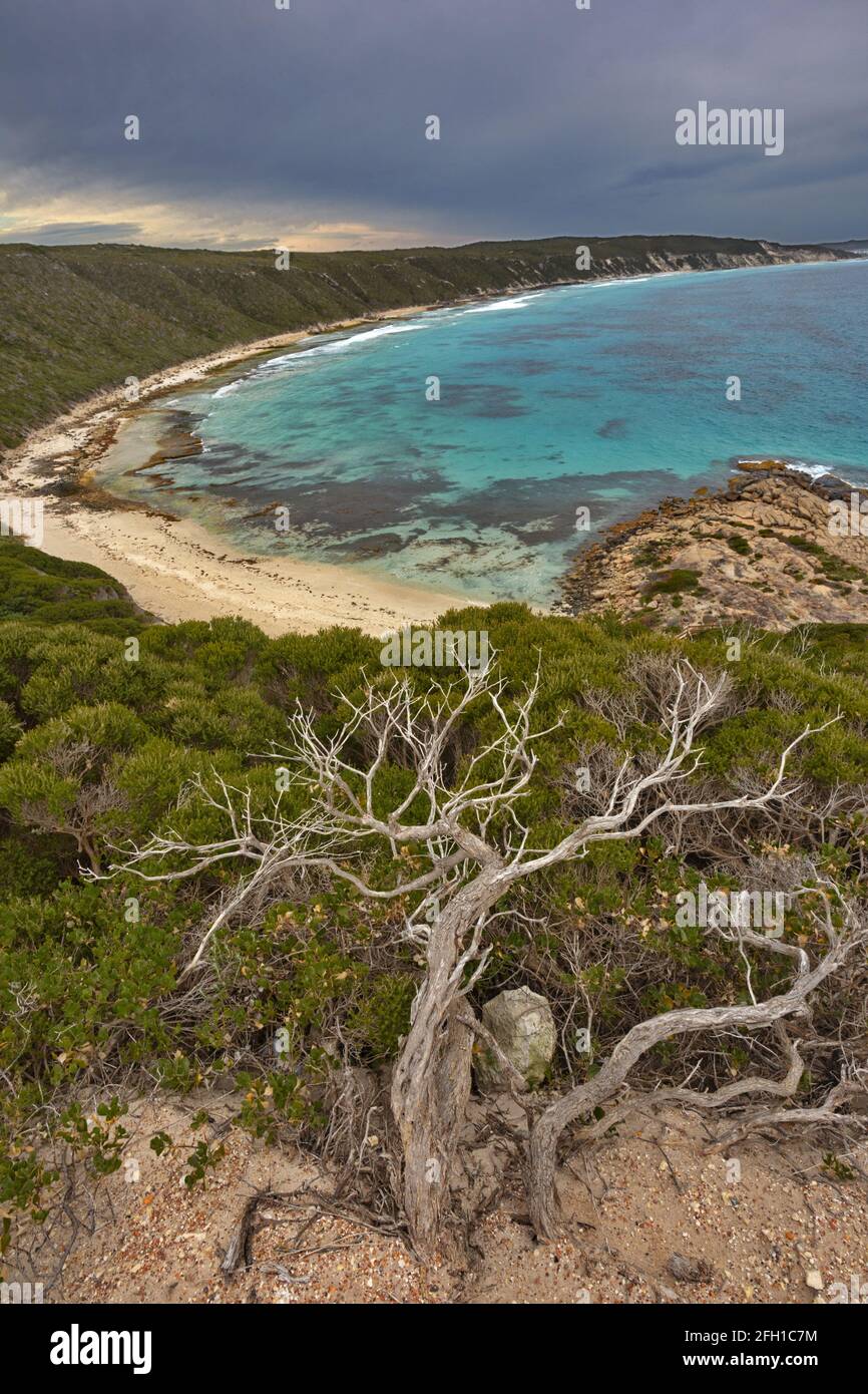 Belle vue sur l'océan Indien en Australie occidentale avec des racines anciennes en premier plan montre la mer et la plage de haute perspective. Banque D'Images