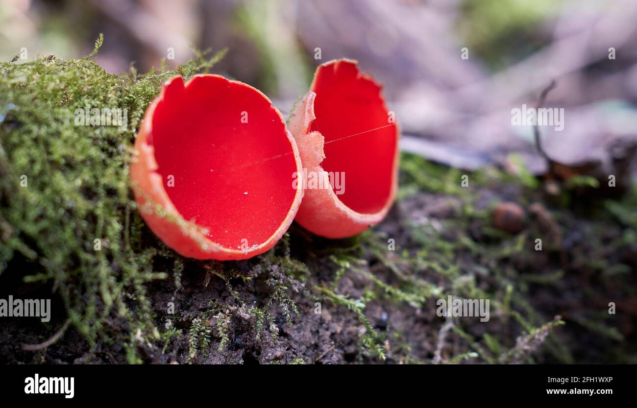 Sarcoscypha est un genre de champignon ascomycète et de genre type De la famille des Sarcoscyphaceae Banque D'Images