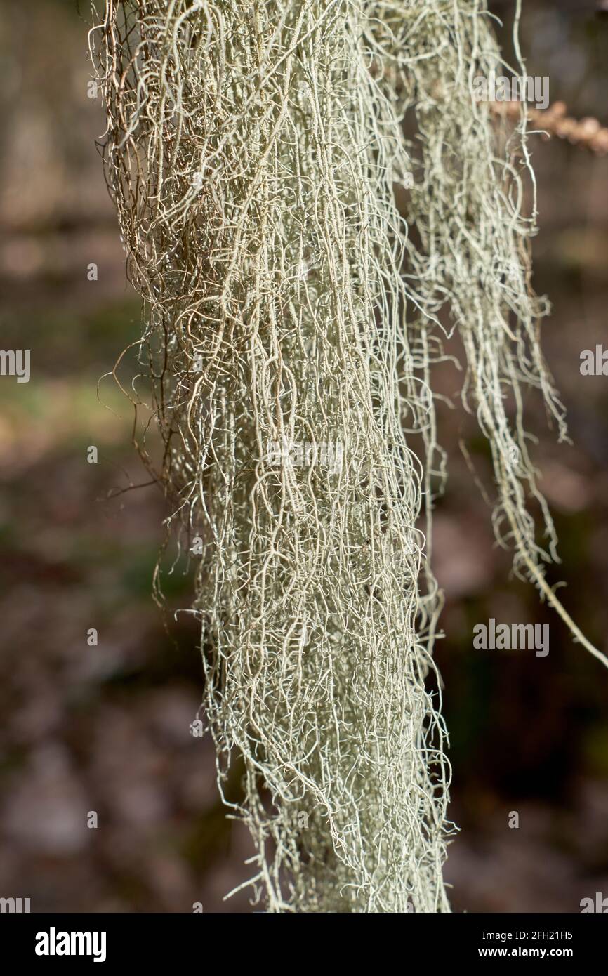 Un lichen filamenteux Alectoria sarmentosa en gros plan Banque D'Images