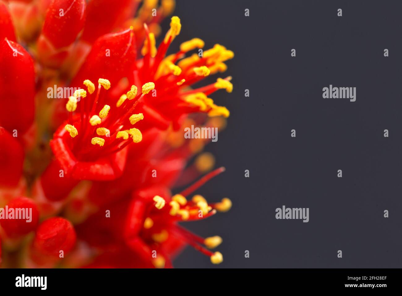 Un accent spectaculaire sur les étamines de fleurs rouges en forme de tube d'ocotillo, surnommé candlewood, Desert Coral, ou Coachwhip, indigènes du Sud-Ouest américain Banque D'Images