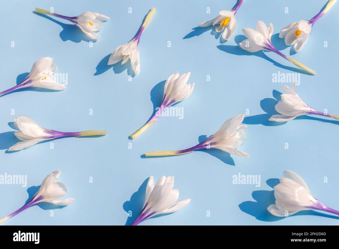 Fleurs de crocus blanches sur fond bleu doux. Motif naturel à motif floral Early Spring, à motif de pose plate et doux. Banque D'Images