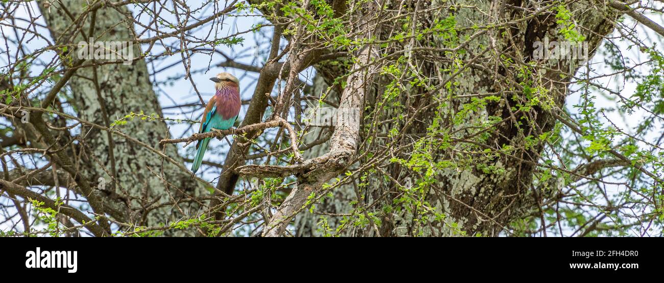 Rouleau lilas croisé perché sur une branche d'acacia dans le parc national de Tarangire, Tanzanie Banque D'Images