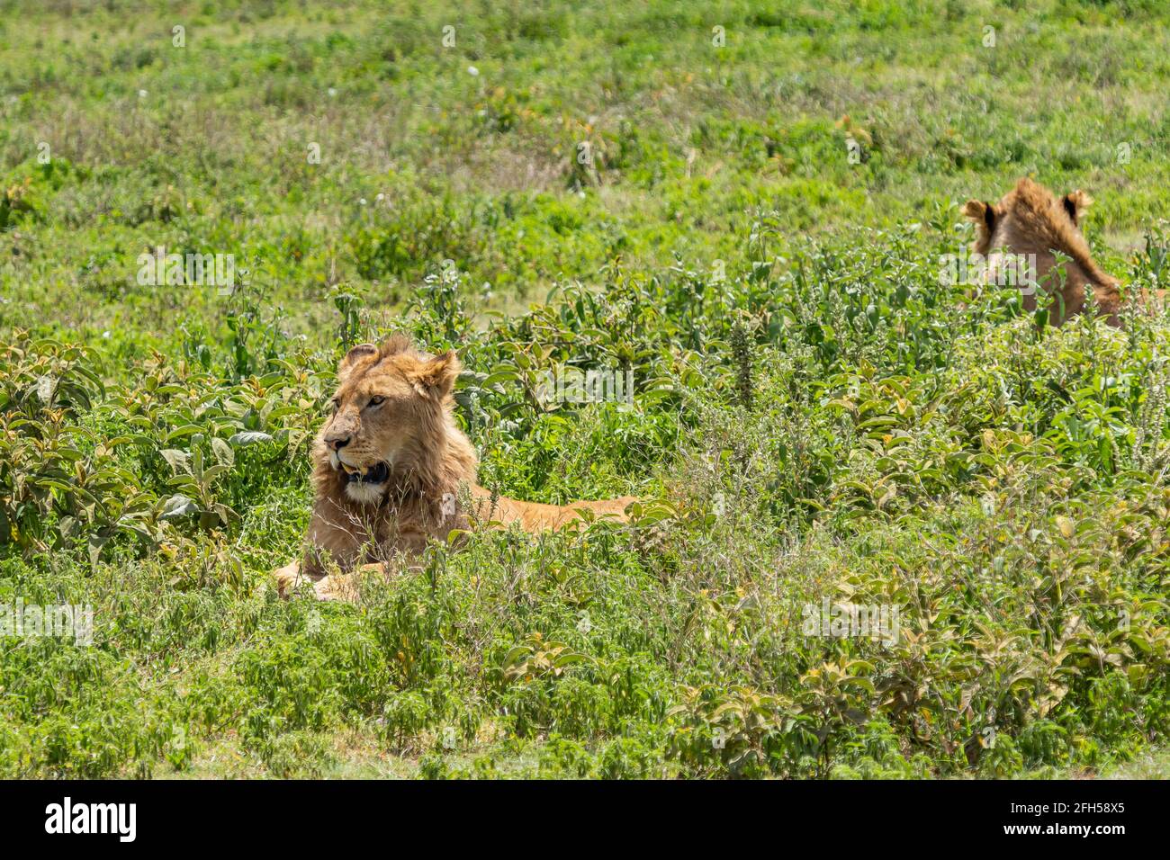 Deux magnifiques lions mâles adultes se trouvent sur le terrain d'herbe dans la région de la consévation de Ngorongoro, Serengeti Savanna Tanzanie - safari africain d'observation de la faune Banque D'Images