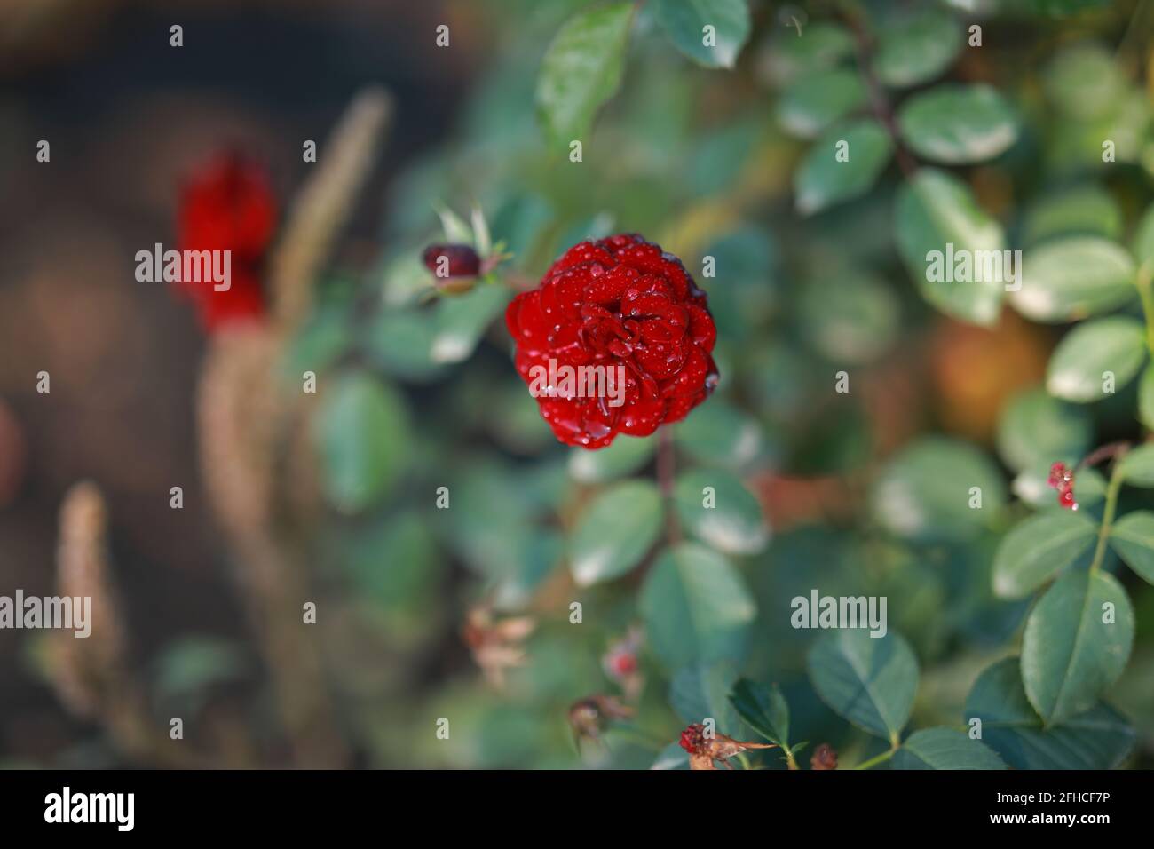 la rose rouge écarlate a fleuri dans le jardin botanique Banque D'Images