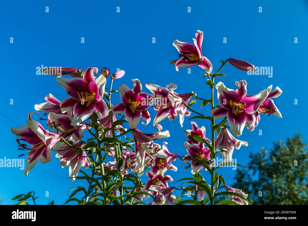 Le Lilium hybride oriental Frison fleurit dans le jardin Banque D'Images