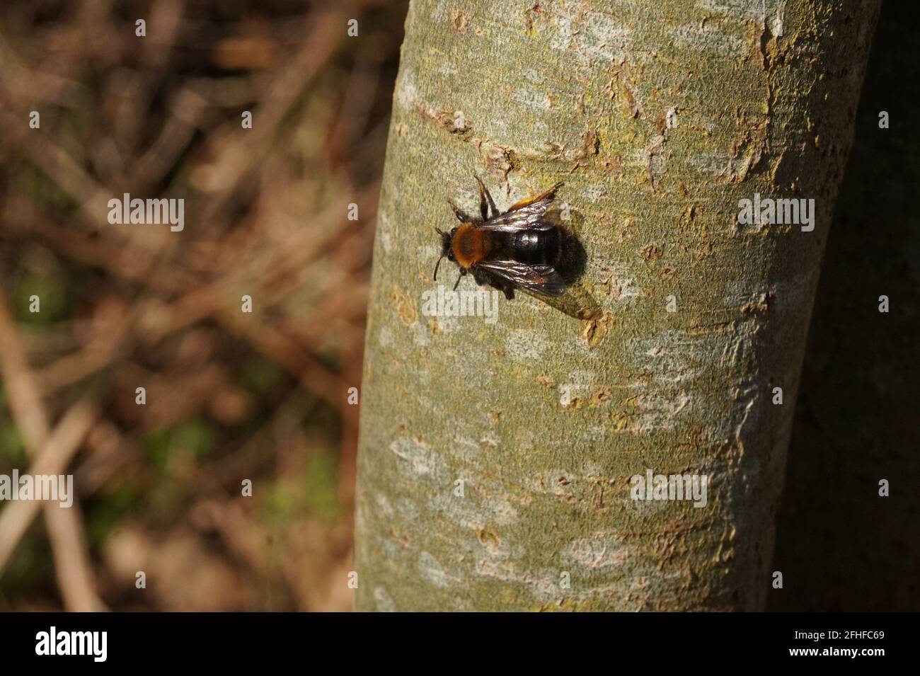 Premières abeilles minières, The Lodge, réserve naturelle RSPB, Sandy, Bedfordshire Banque D'Images