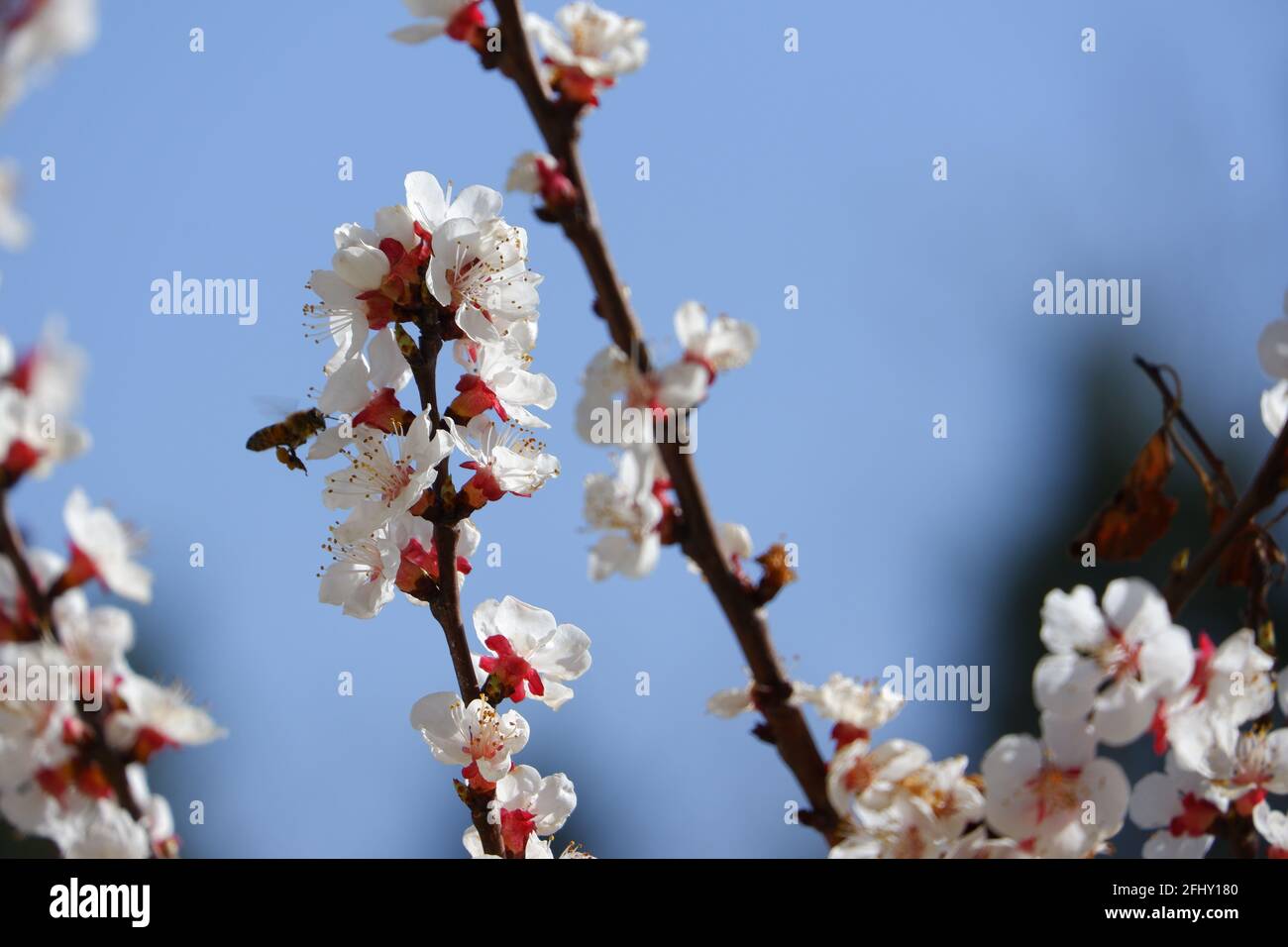 Miel abeille et blanc magnifique Apricot fleurs sur arbre macro prenez des photos Banque D'Images