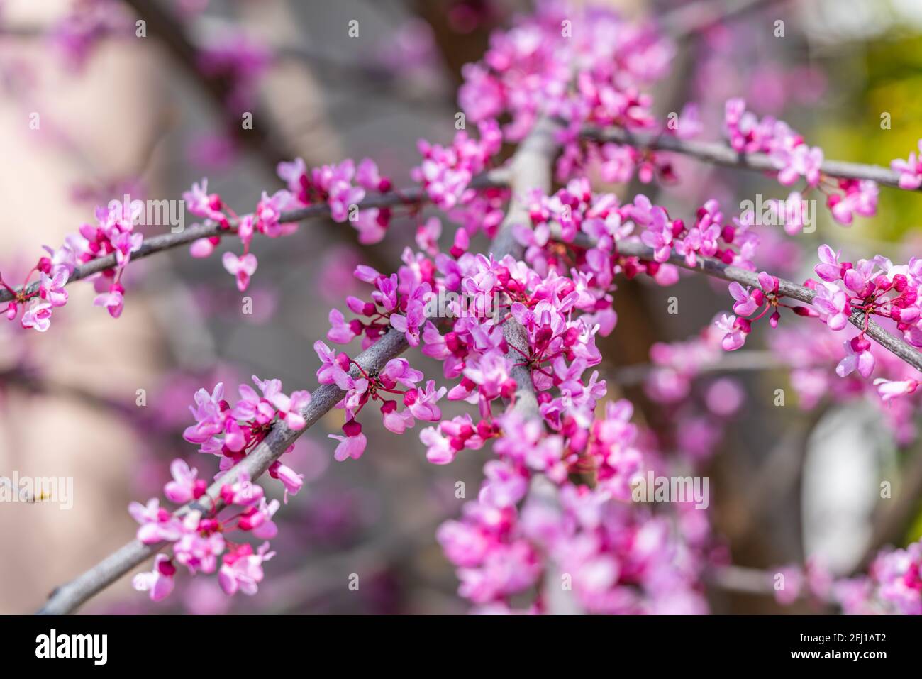Gros plan des fleurs du Redbud de l'est en fleur sur une branche, fond flou sélectionné Banque D'Images
