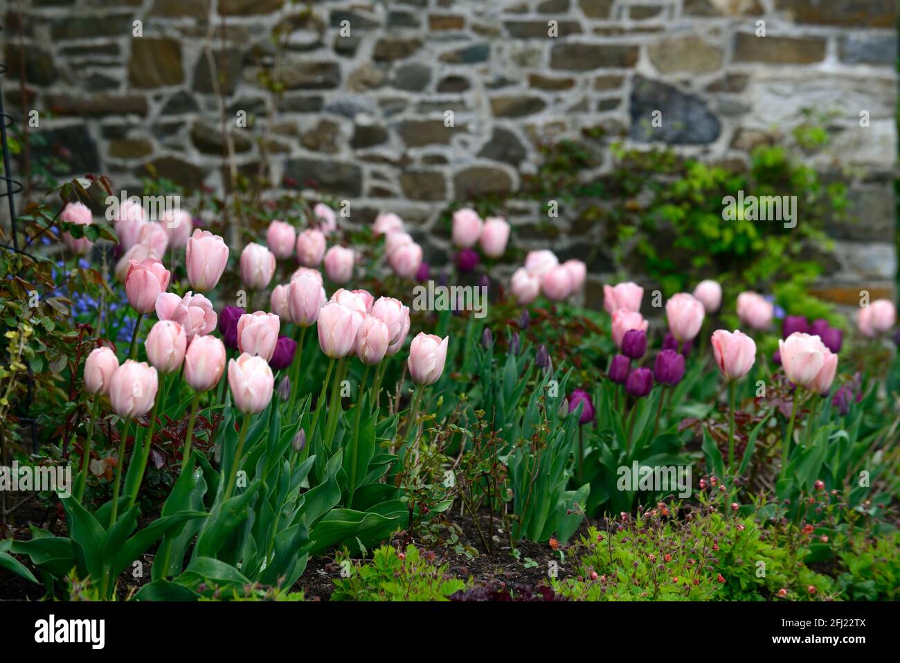 Saumon Tulipa van eijk, saumon tulipe van eijk, tulipe hybride darwin,  tulipes, saumon orange tulipes,tulipa negrita,tulipe negrita,fleur,floraison,forget-me-n  Photo Stock - Alamy