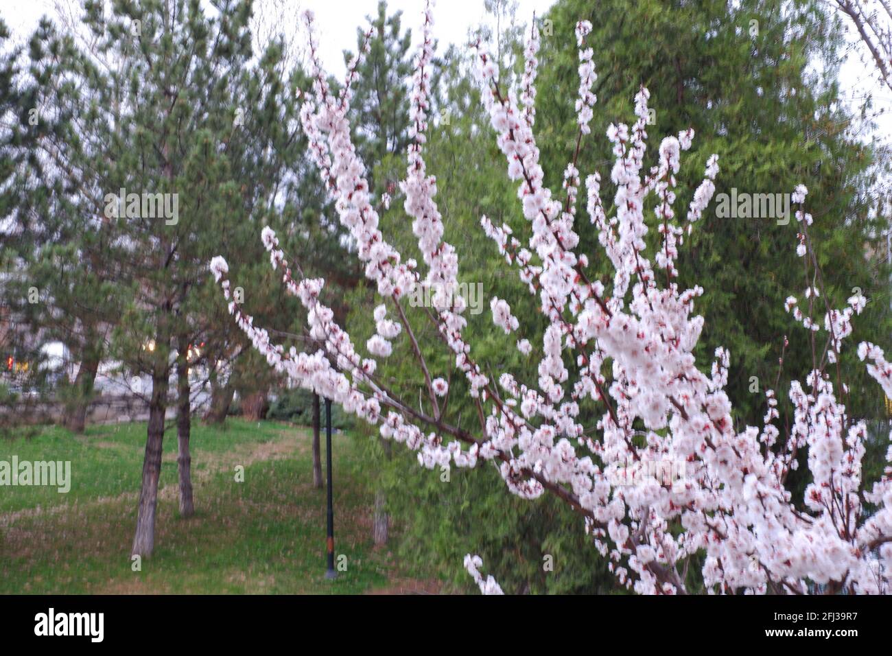 Petites fleurs d'abricot blanc au printemps Banque D'Images