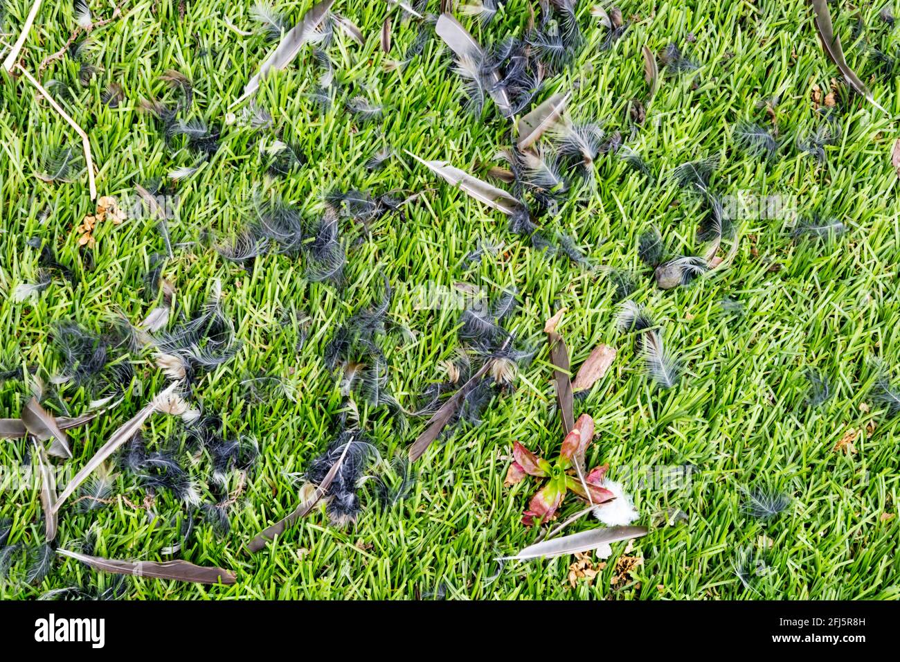 Plumes d'oiseau de jardin attaquées par un prédateur - probablement un parrowhawk. Banque D'Images