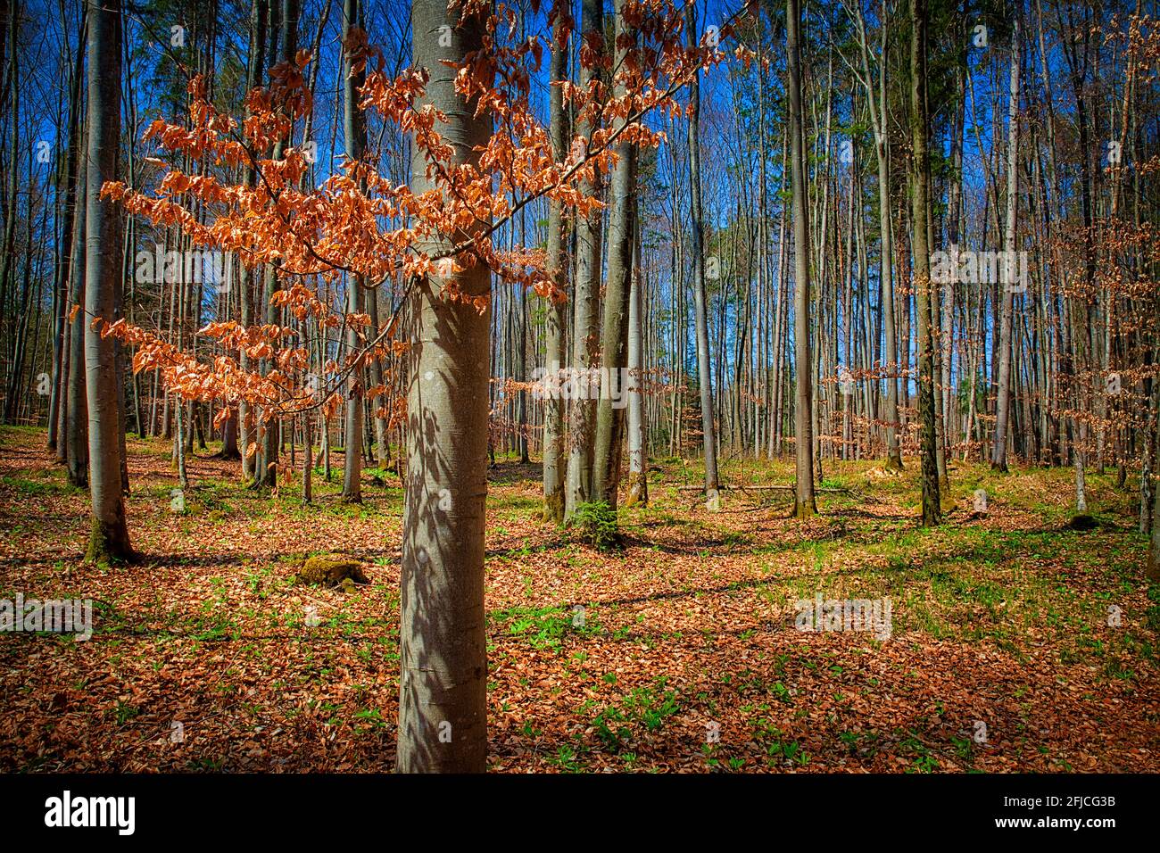 DE - BAVIÈRE: Bois de hêtre le long de Lustsee à Iffeldorf (Naturschutzgebiet/Réserve naturelle d'Ostersee) Banque D'Images