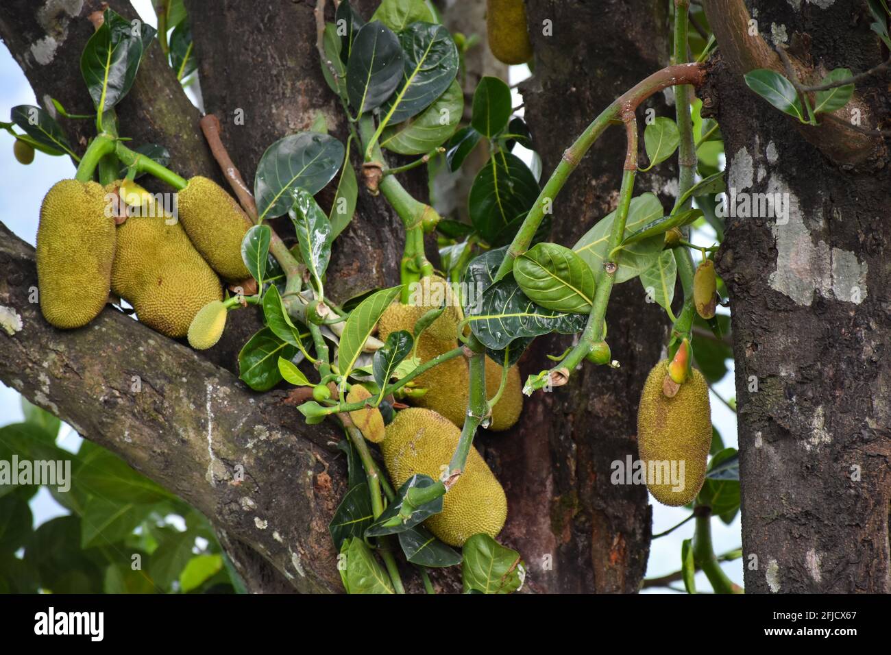 Bouquet de Jack-fruit vert suspendu de son arbre . Banque D'Images