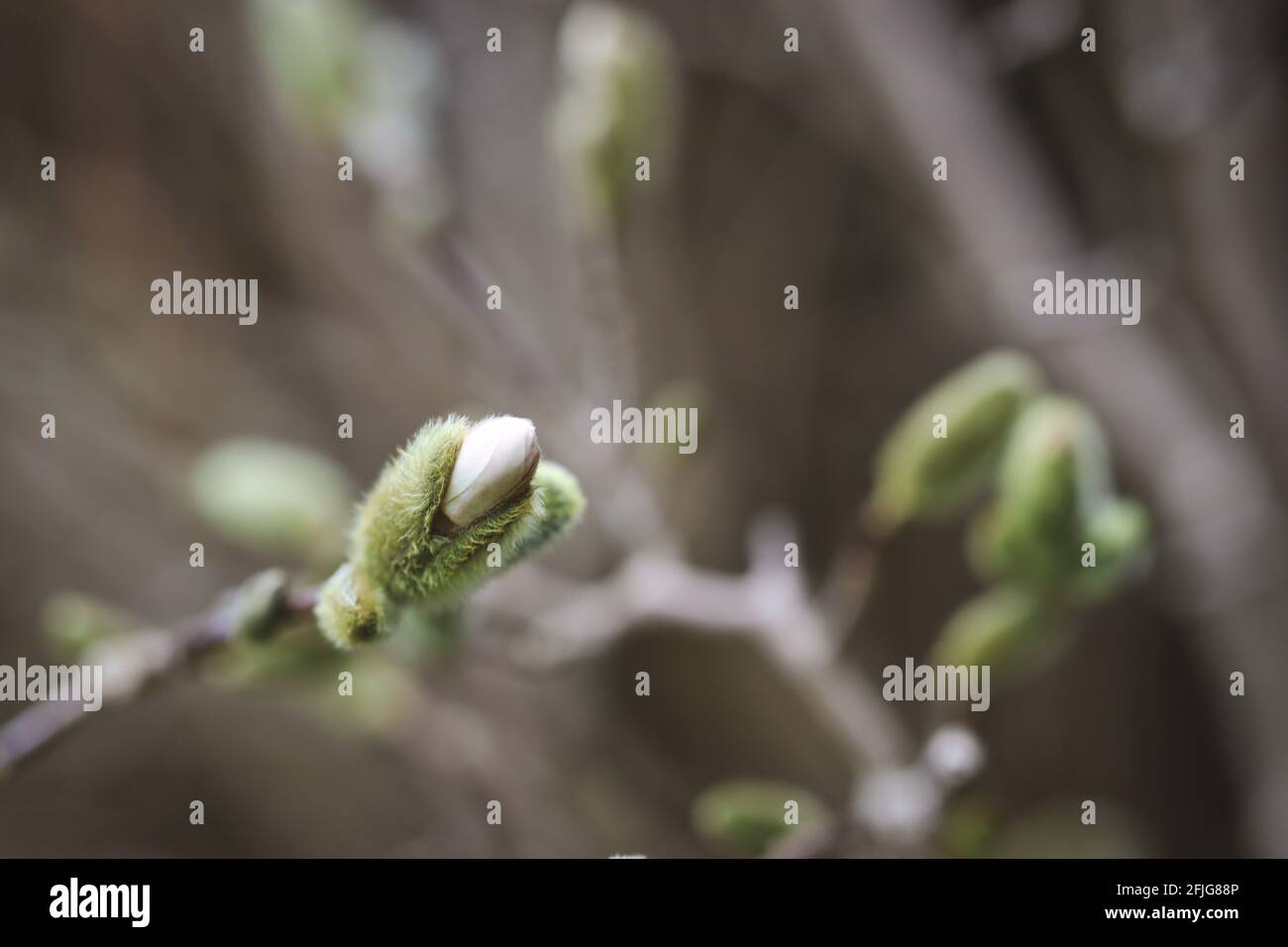 Gros plan White Magnolia Bud au début du printemps dans le jardin. Plante en fleurs avec un arrière-plan flou. Banque D'Images