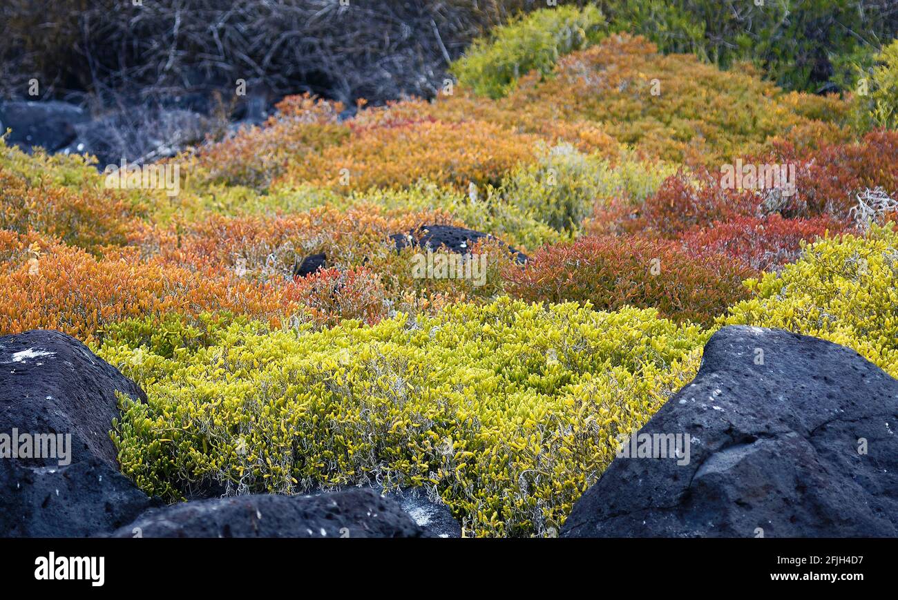 végétation d'automne colorée, changement saisonnier, roche de lave noire, contraste, nature, Amérique du Sud, îles Galapagos; île Hood, Isla Espanola, Équateur Banque D'Images