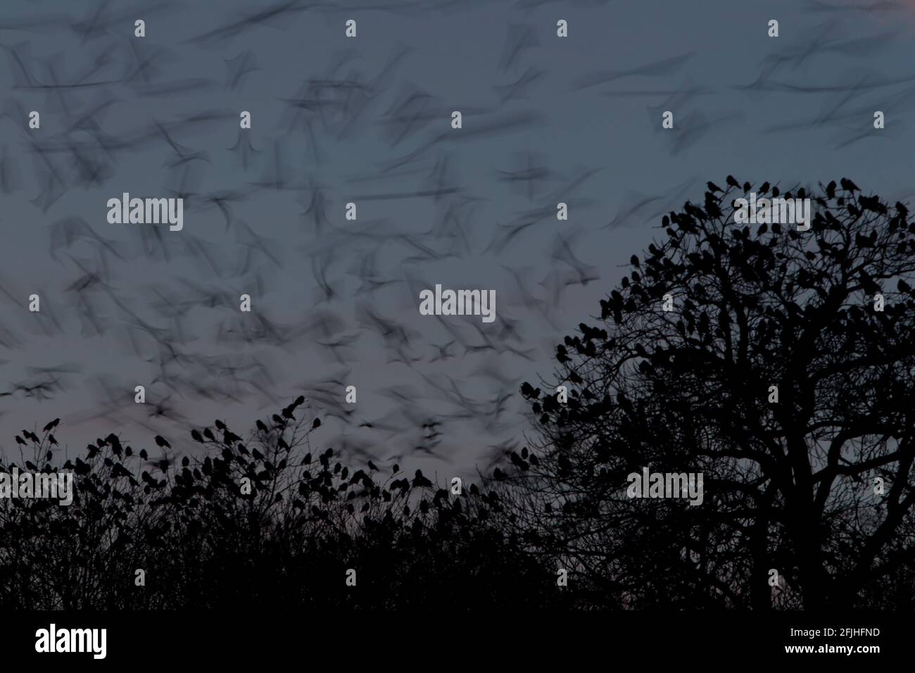 Les freux volent pour la nuit. Banque D'Images