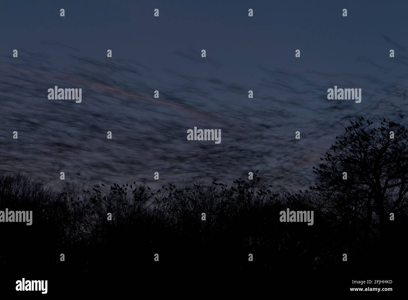 Les freux volent pour la nuit. Banque D'Images