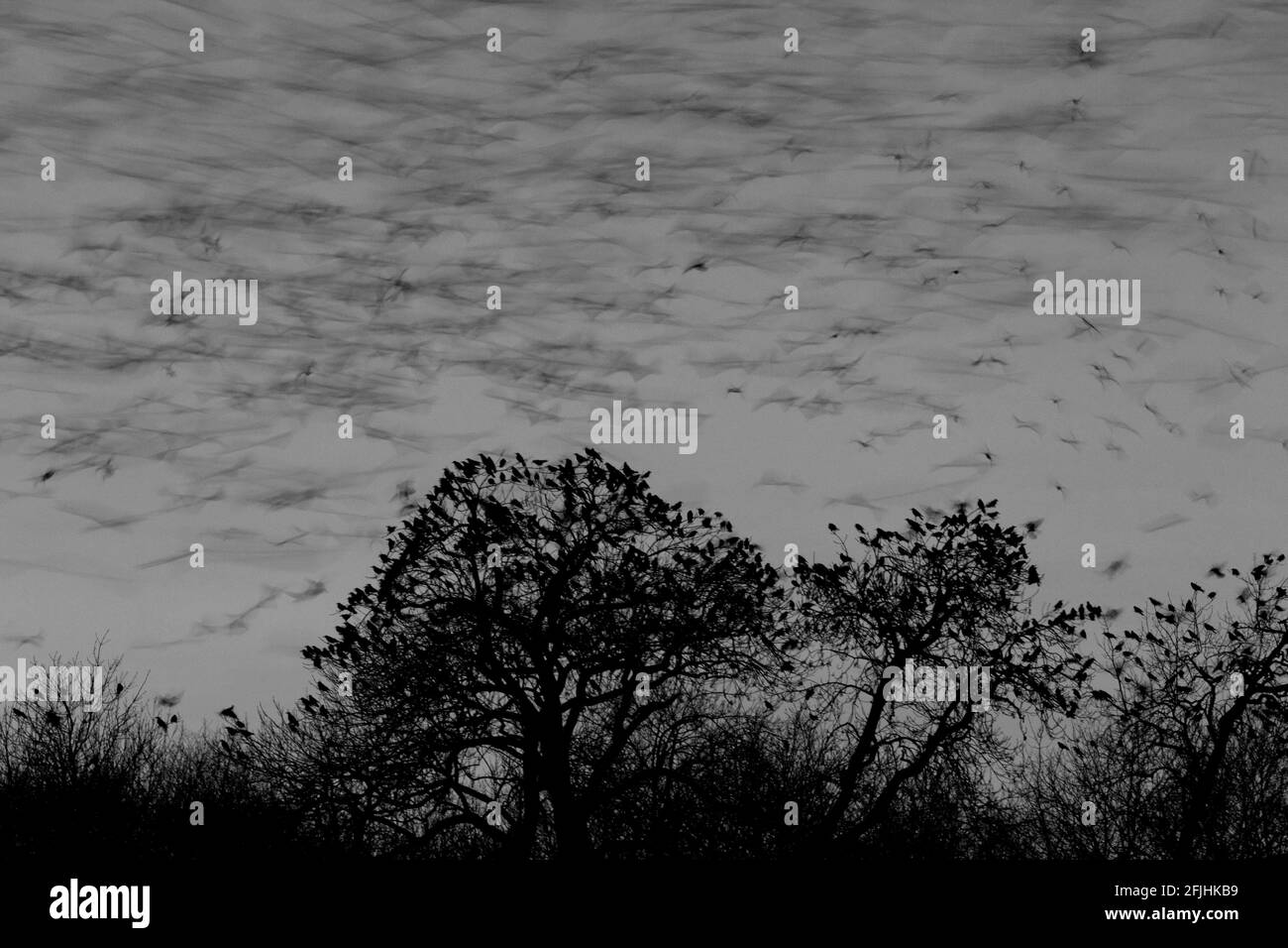 Les freux volent pour la nuit. Banque D'Images